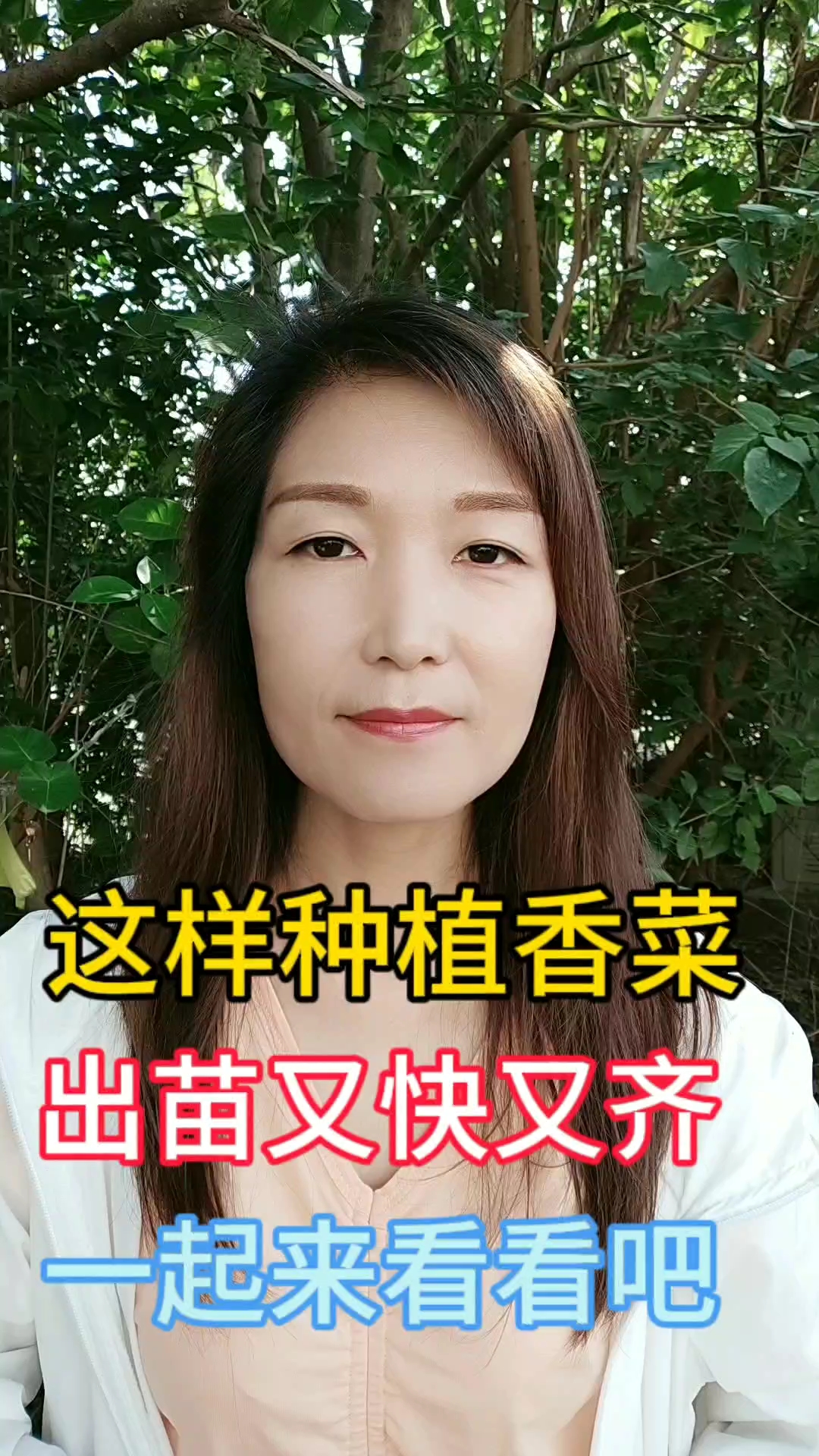 这样种植的香菜出苗快出苗齐
