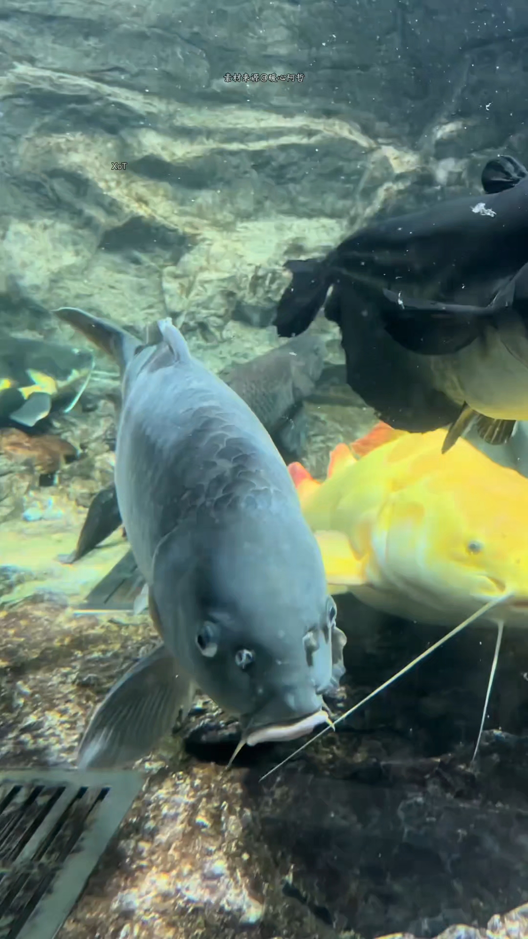 或许鱼的记忆很短,但刀疤鲤却能记住他一辈子