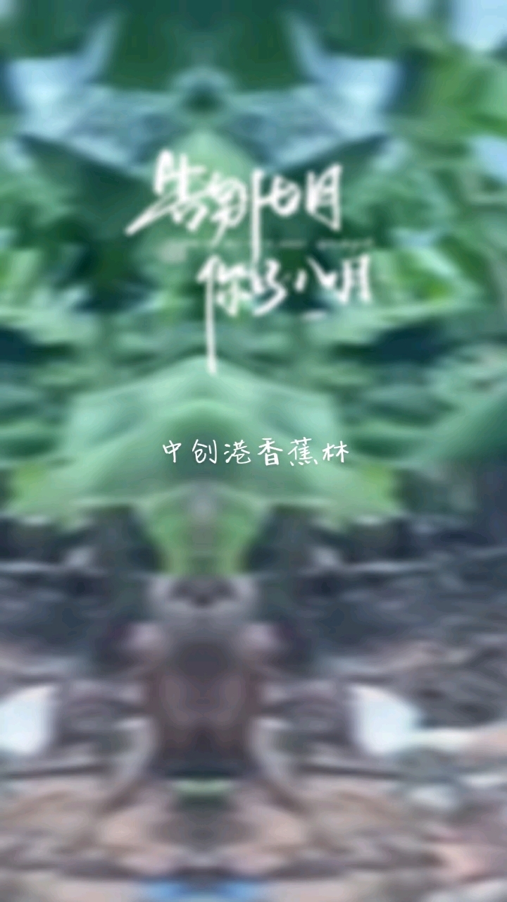 中创港香蕉林用其独特的色彩填充出一幅美丽的画卷