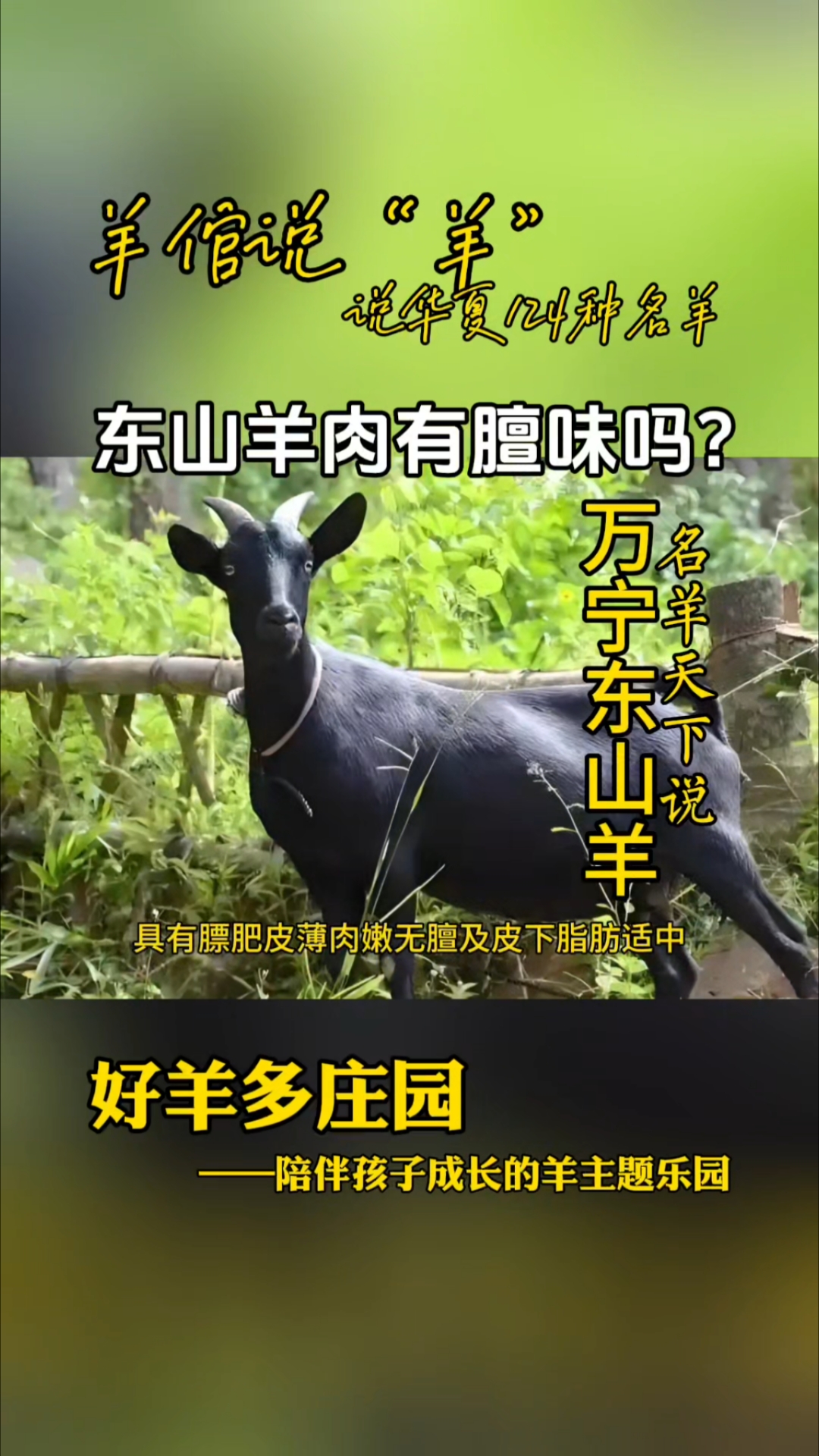 万宁东山羊肉好吃吗?