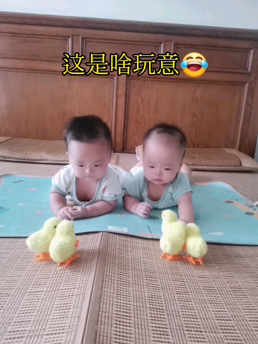 双胞胎和五只小鸡的故事