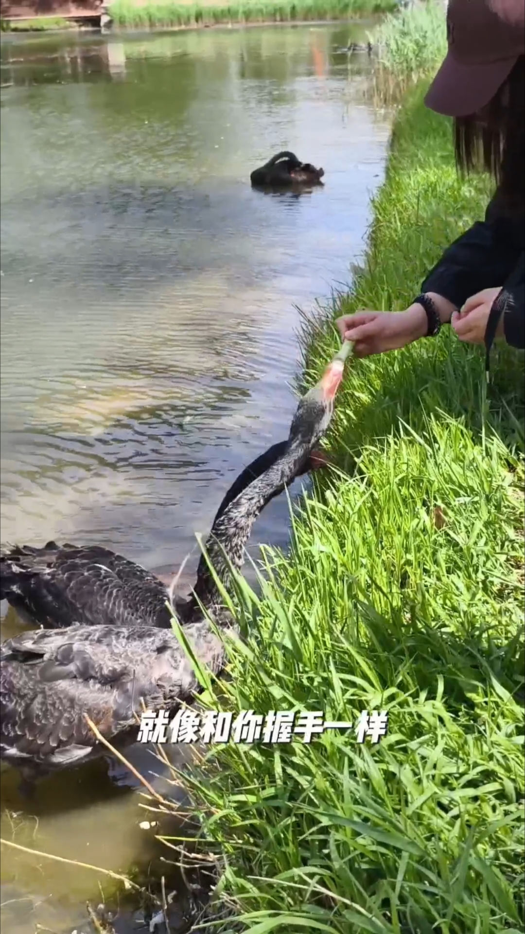 圆明园里的黑天鹅很喜欢人