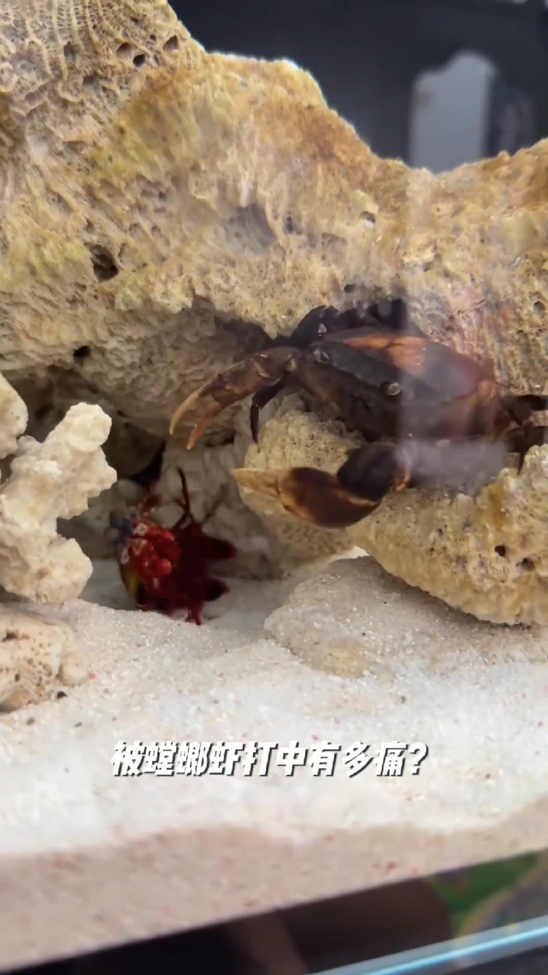 被螳螂虾打多痛？它痛到自断蟹钳！