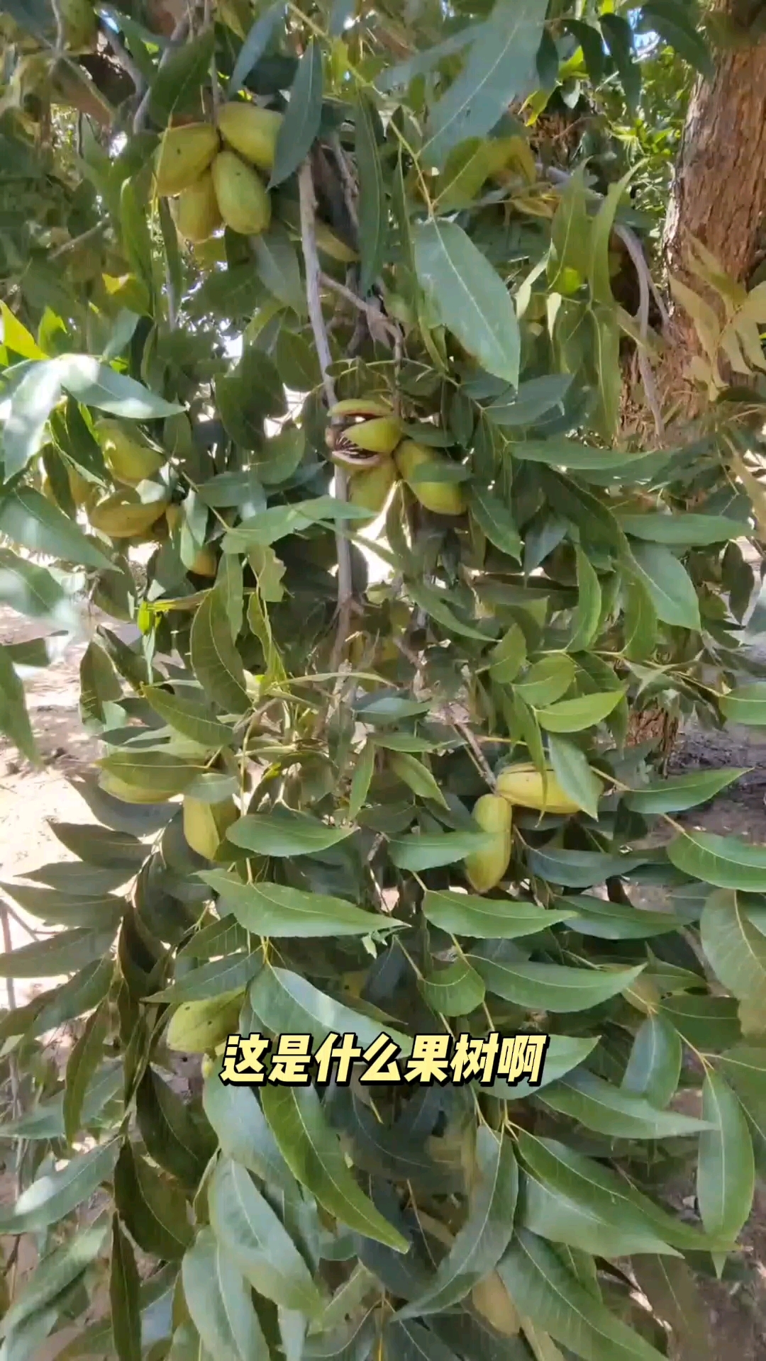 这是什么果实?年货里的常见坚果!