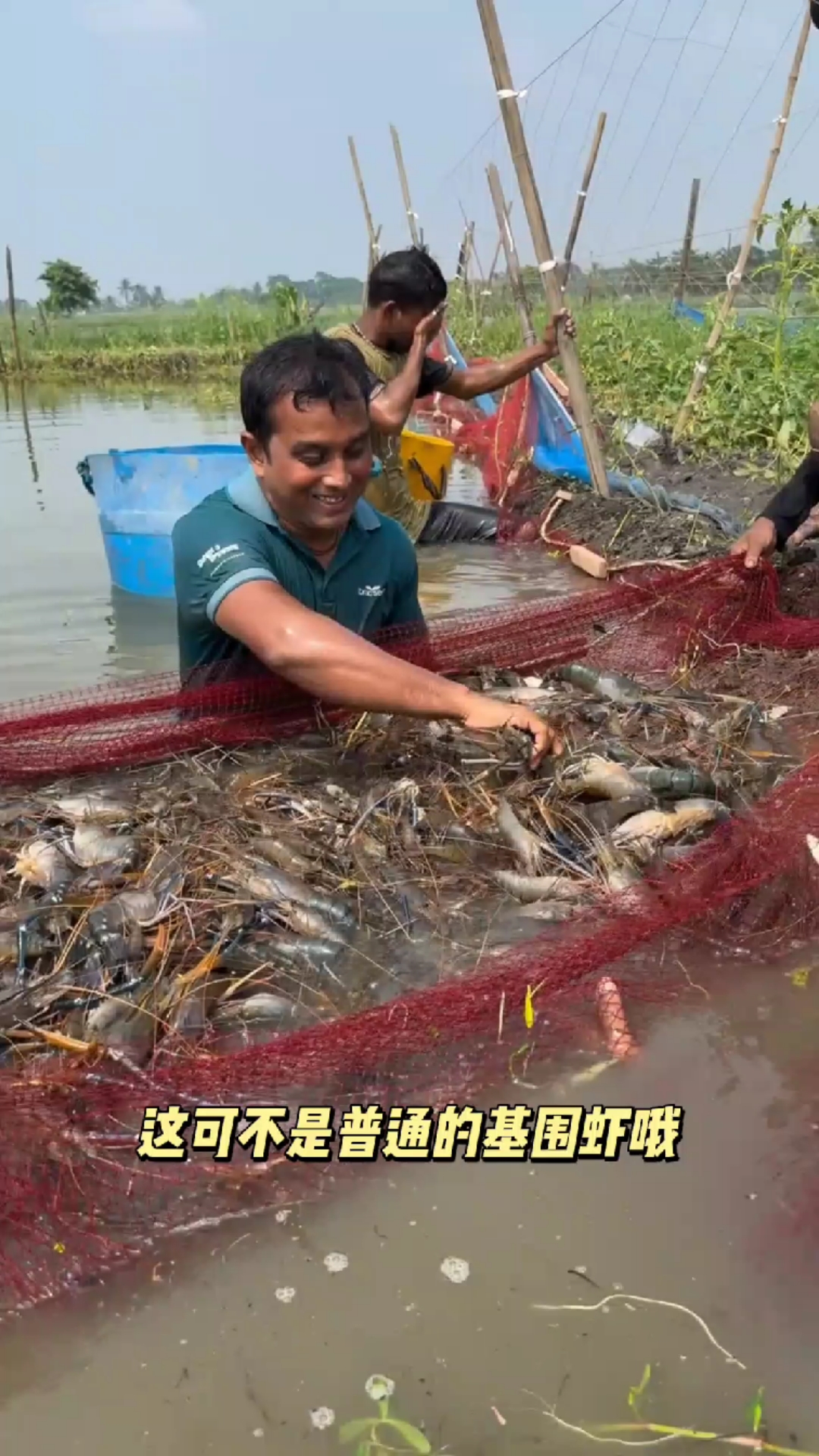 鱼塘也能养的大虾,蓝色钳子很长!