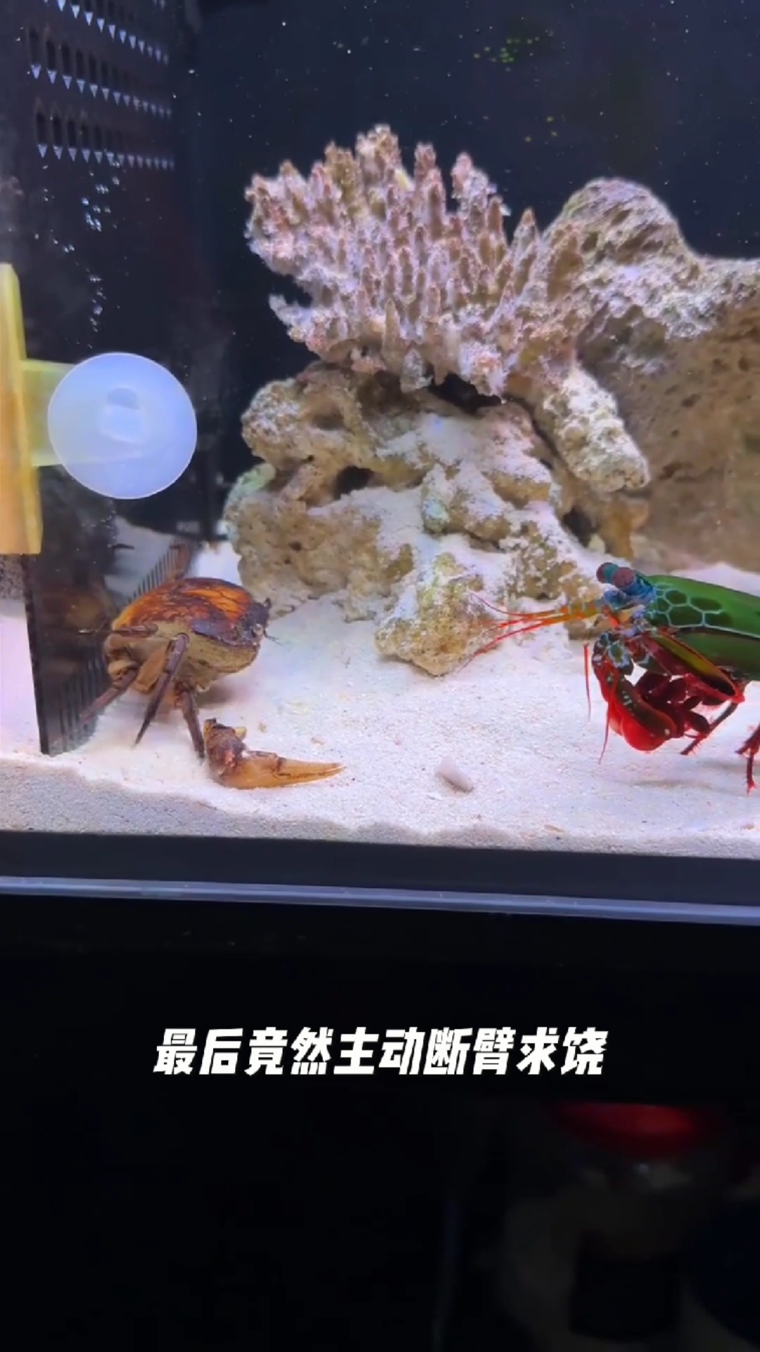 遭到螳螂虾爆锤，螃蟹主动断臂求饶！