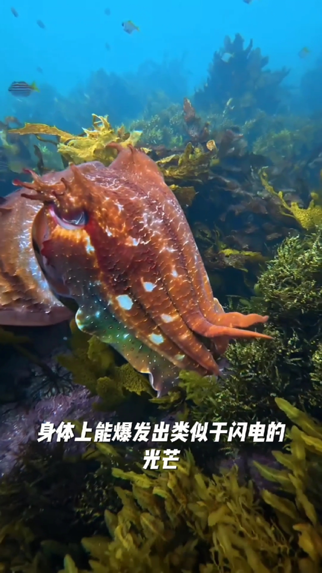 神奇的大章鱼,它还能主动“长角”!