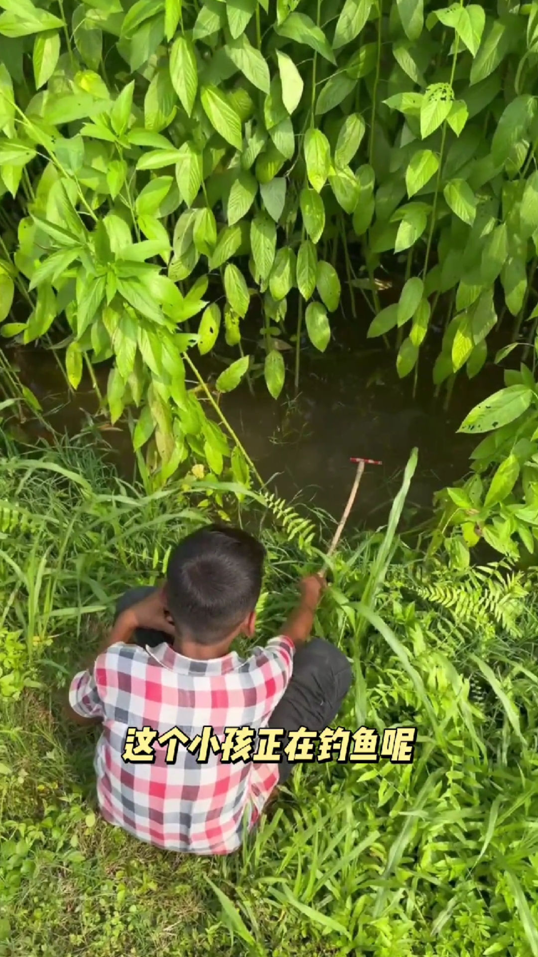 黄麻地里钓鱼,还真有鱼上钩!