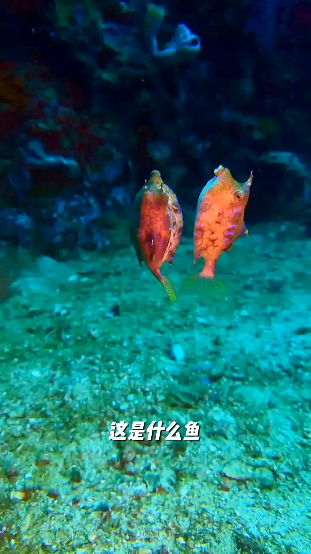 角箱鲀看着可爱，要是遇到别去触摸！