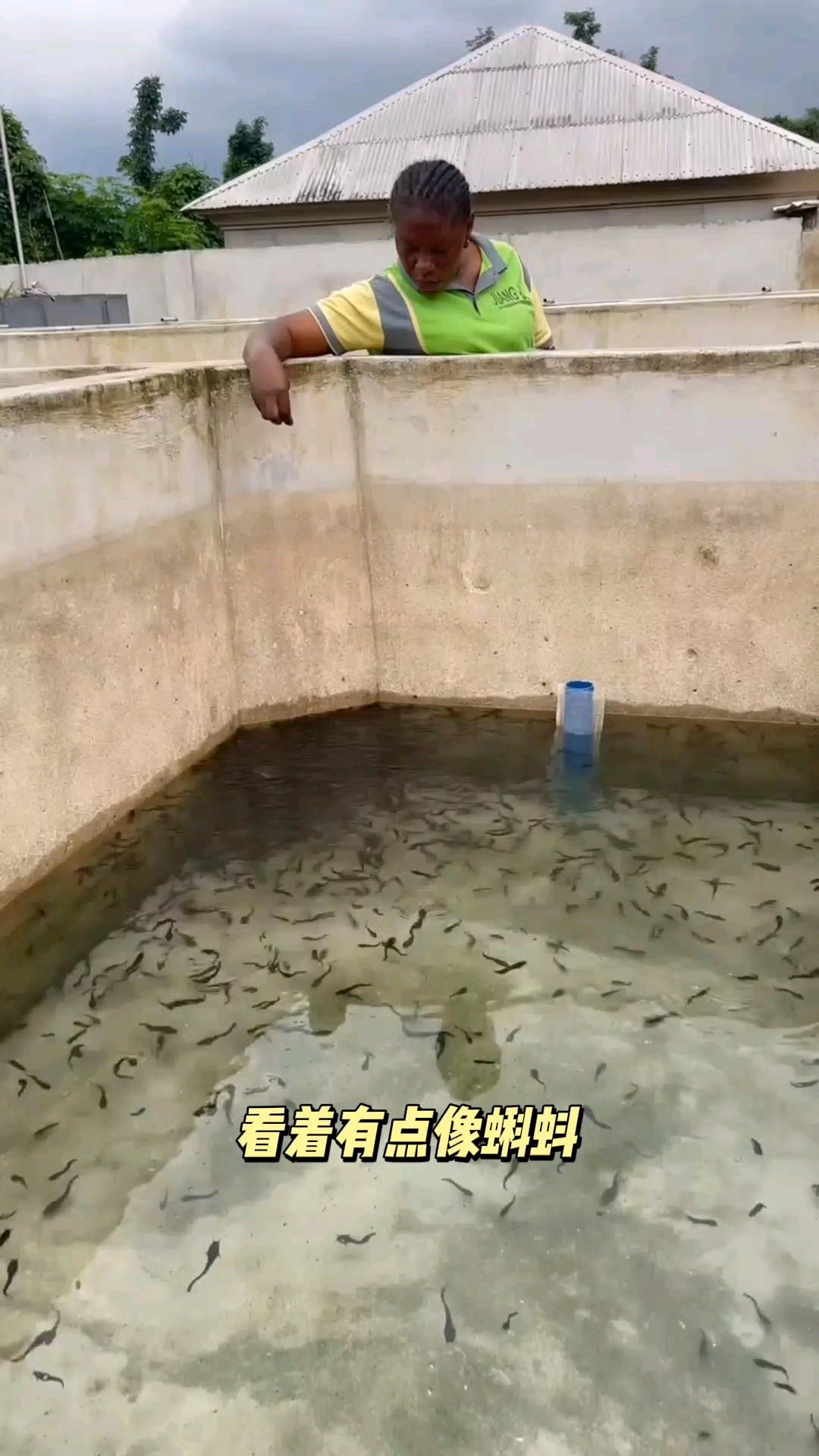 看着像蝌蚪,这种鱼长得很快!