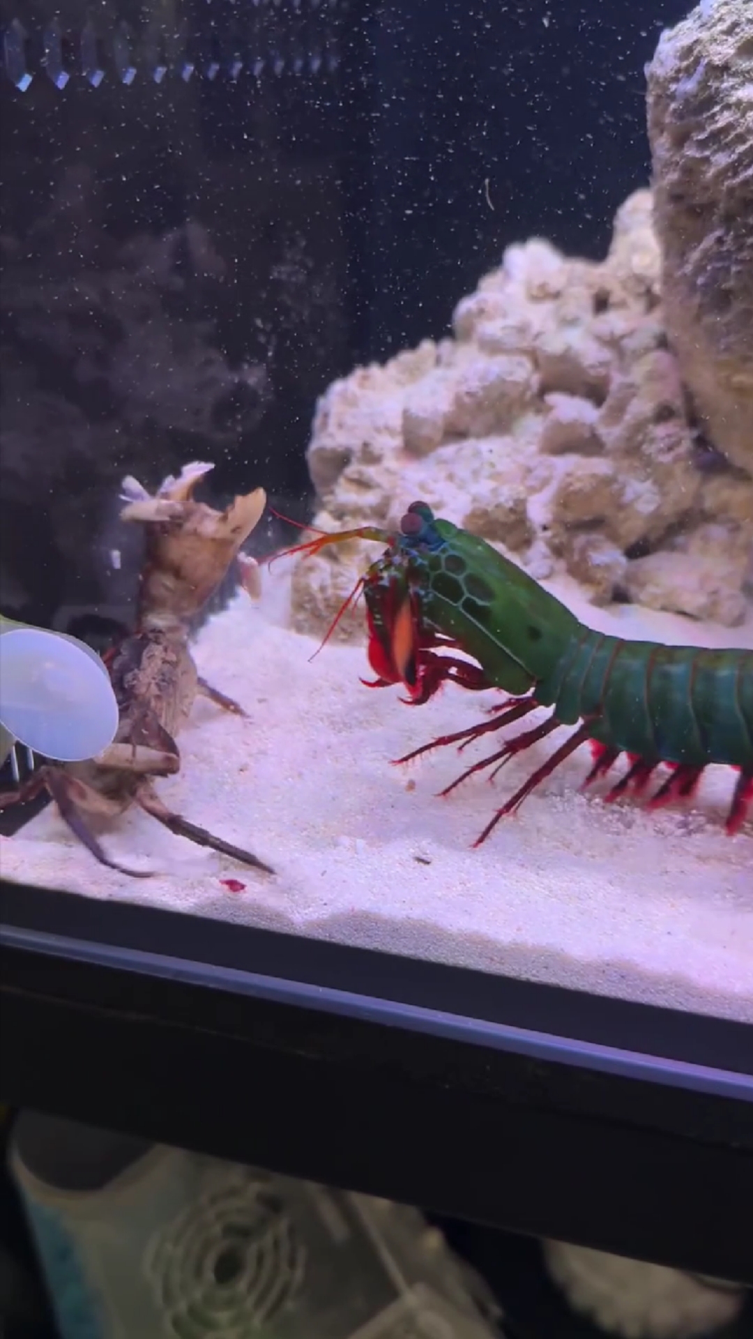 一拳打碎蟹钳，螳螂虾的拳头有多硬？