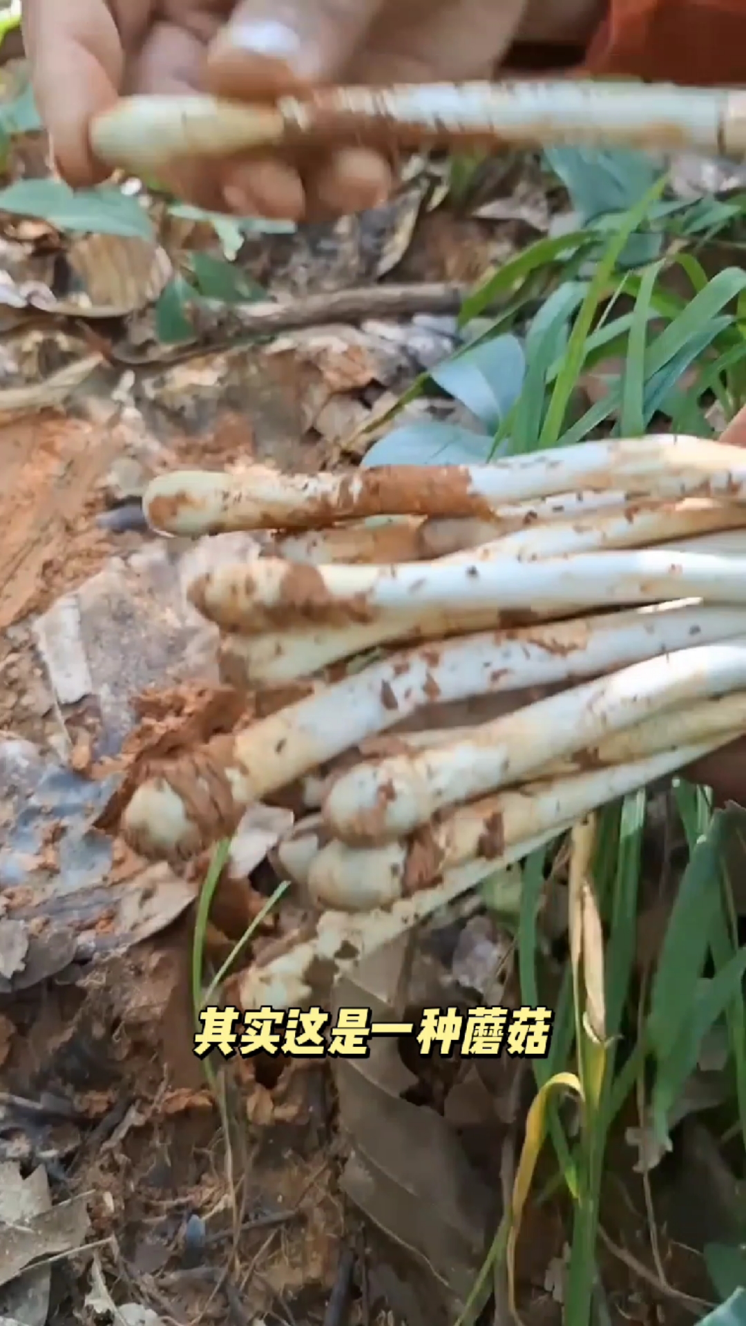 形状像筷子,它其实是1种蘑菇!