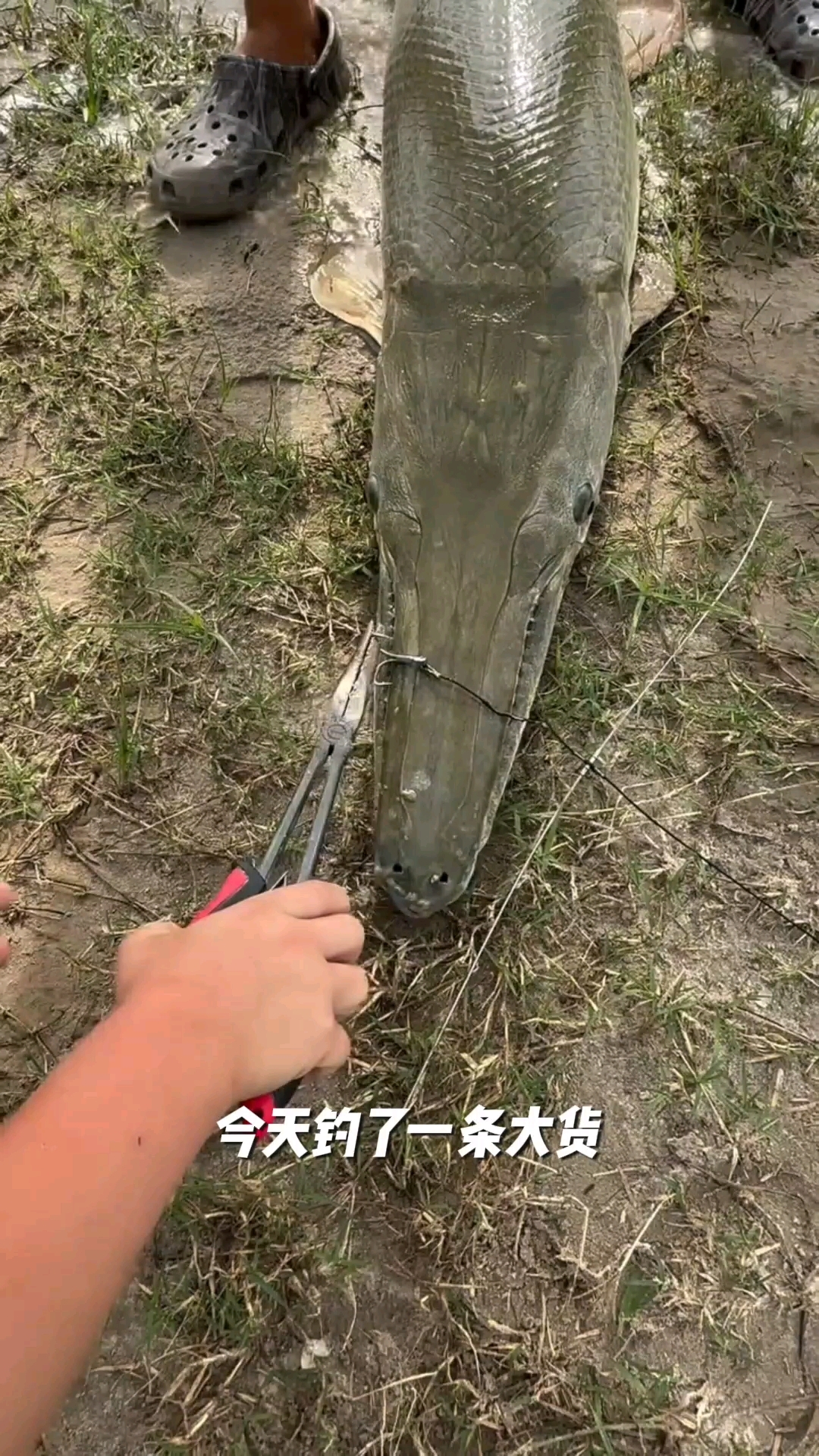 钓到一条大货,这嘴巴很像鳄鱼!