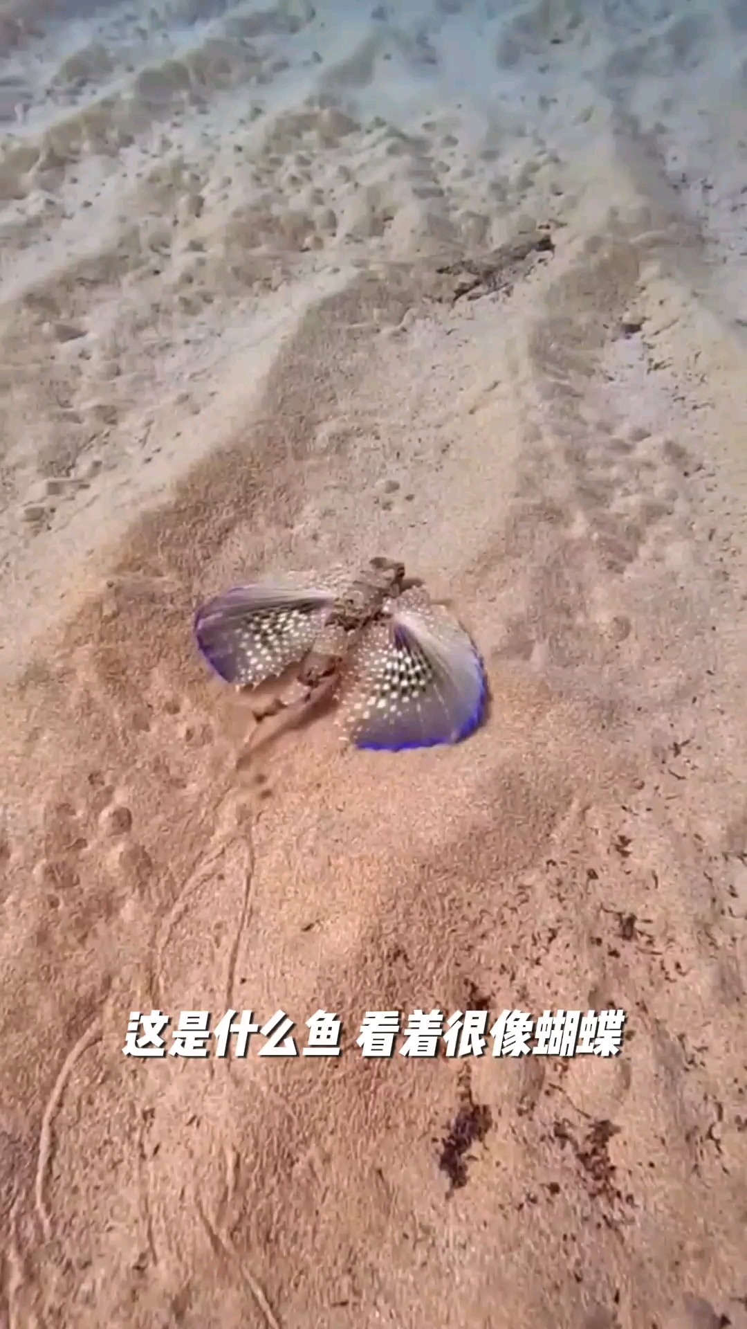 这是什么鱼?这看着像蝴蝶!