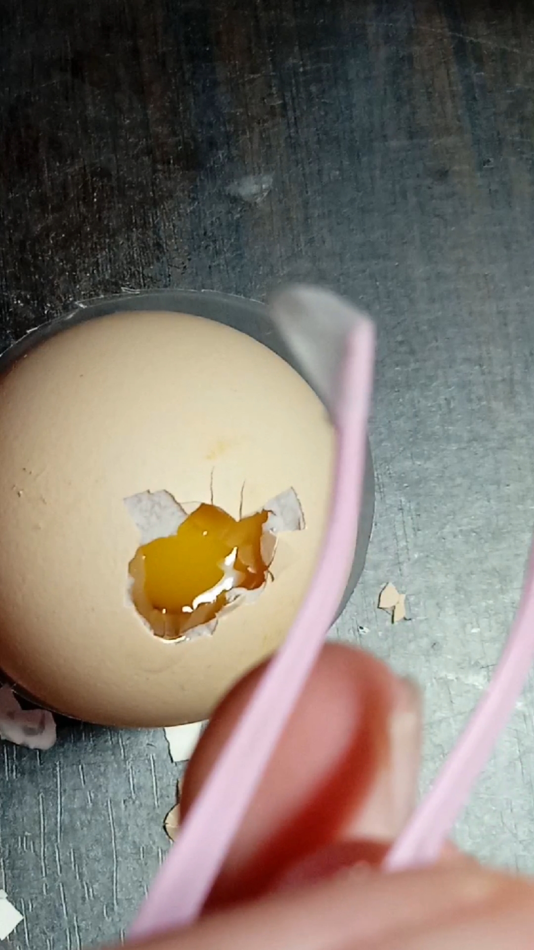 生物小实验—鸡蛋的解剖