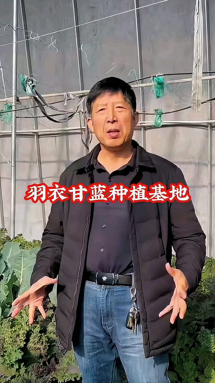山东高密的万亩良田,孕幼蔬菜基地