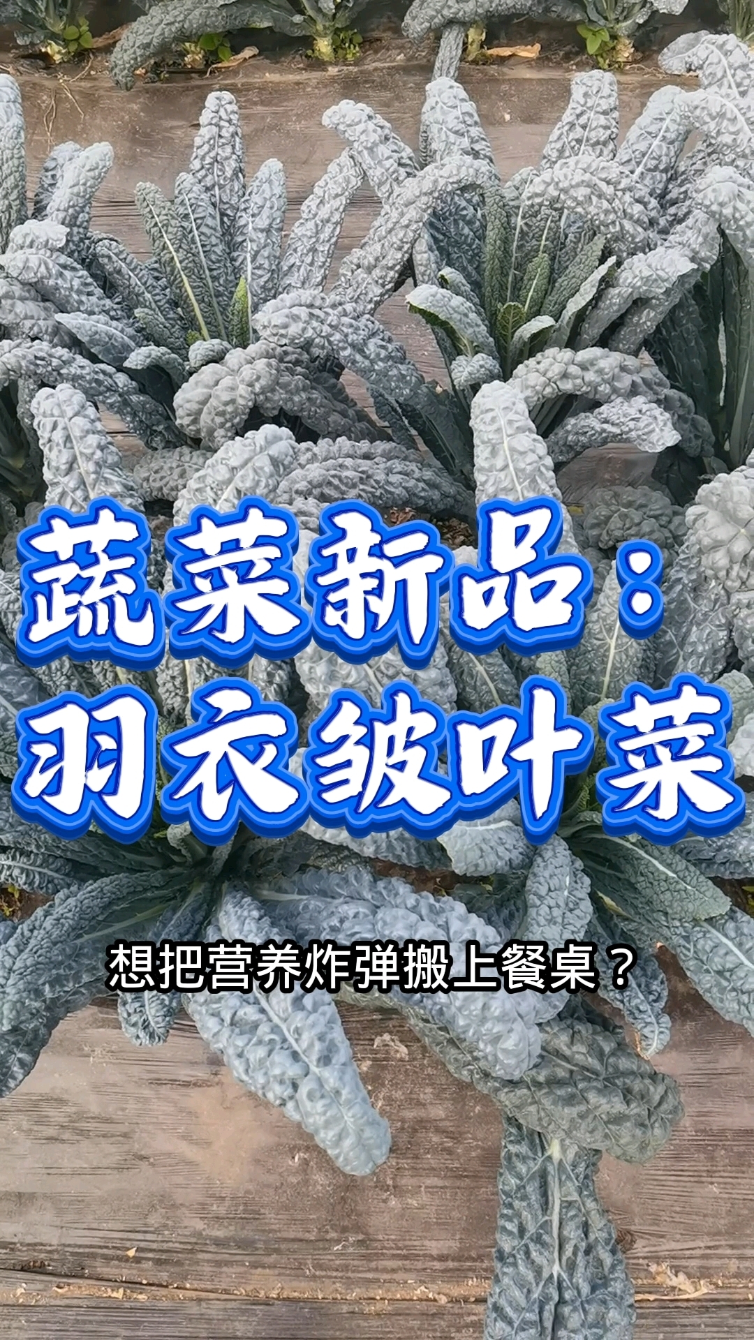 2025蔬菜新品,羽衣皱叶菜