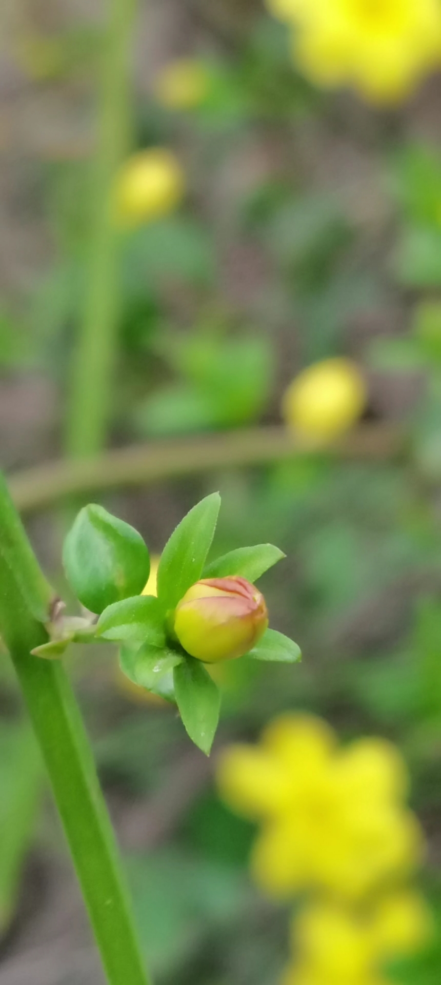 今日份植物照片,寻找春天的气息
