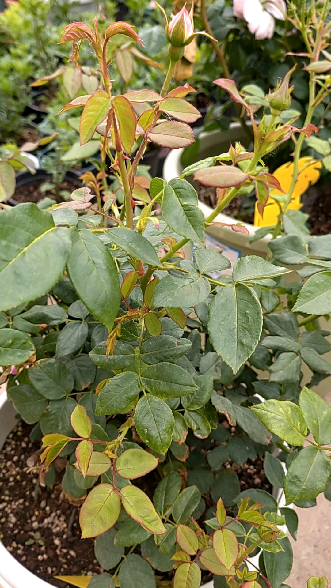 别的月季花期结束了,草莓杏仁饼月季还在酝酿中