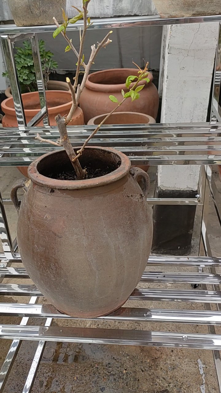 三角梅新居:腌咸菜坛子的华丽变身