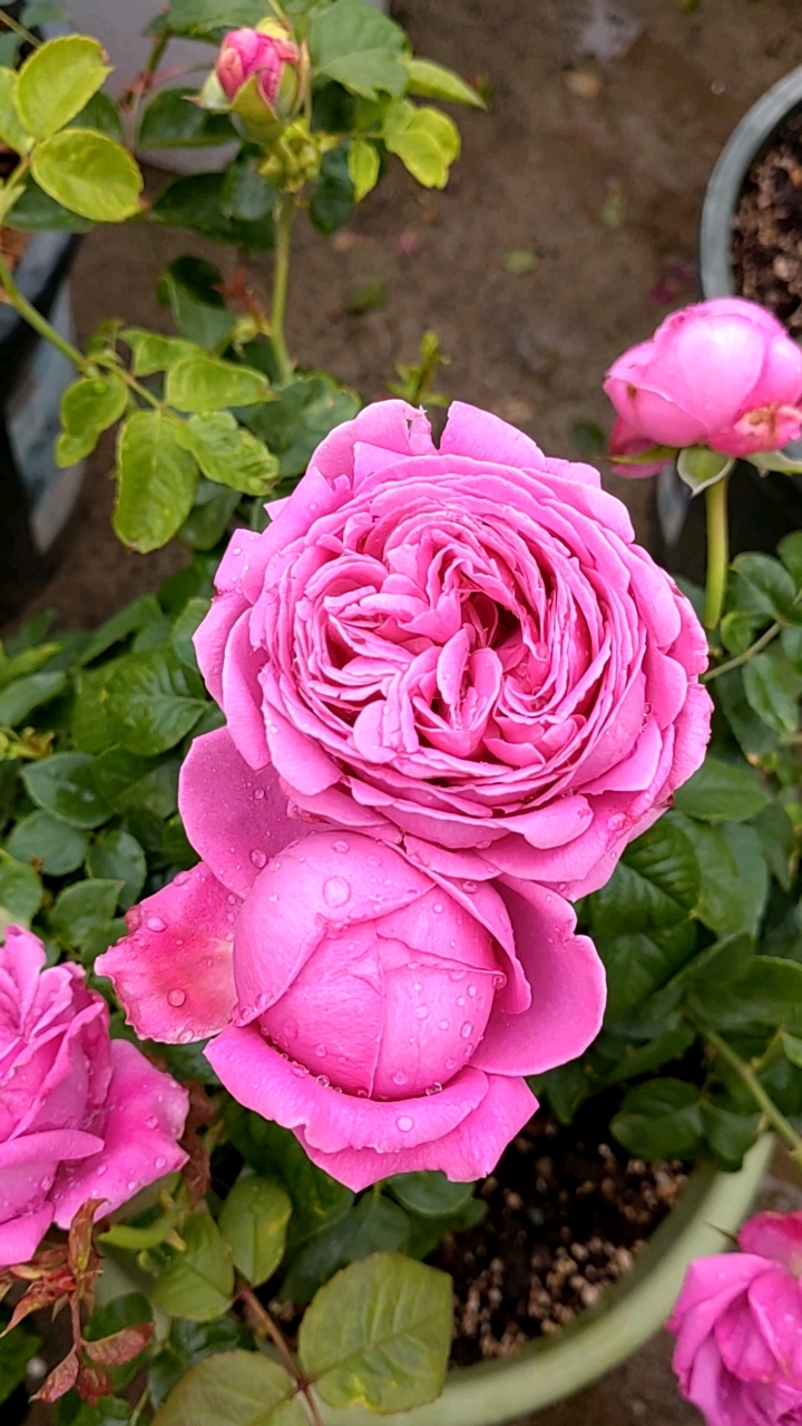 紫色大包子开花了,如果知道名字就更好了