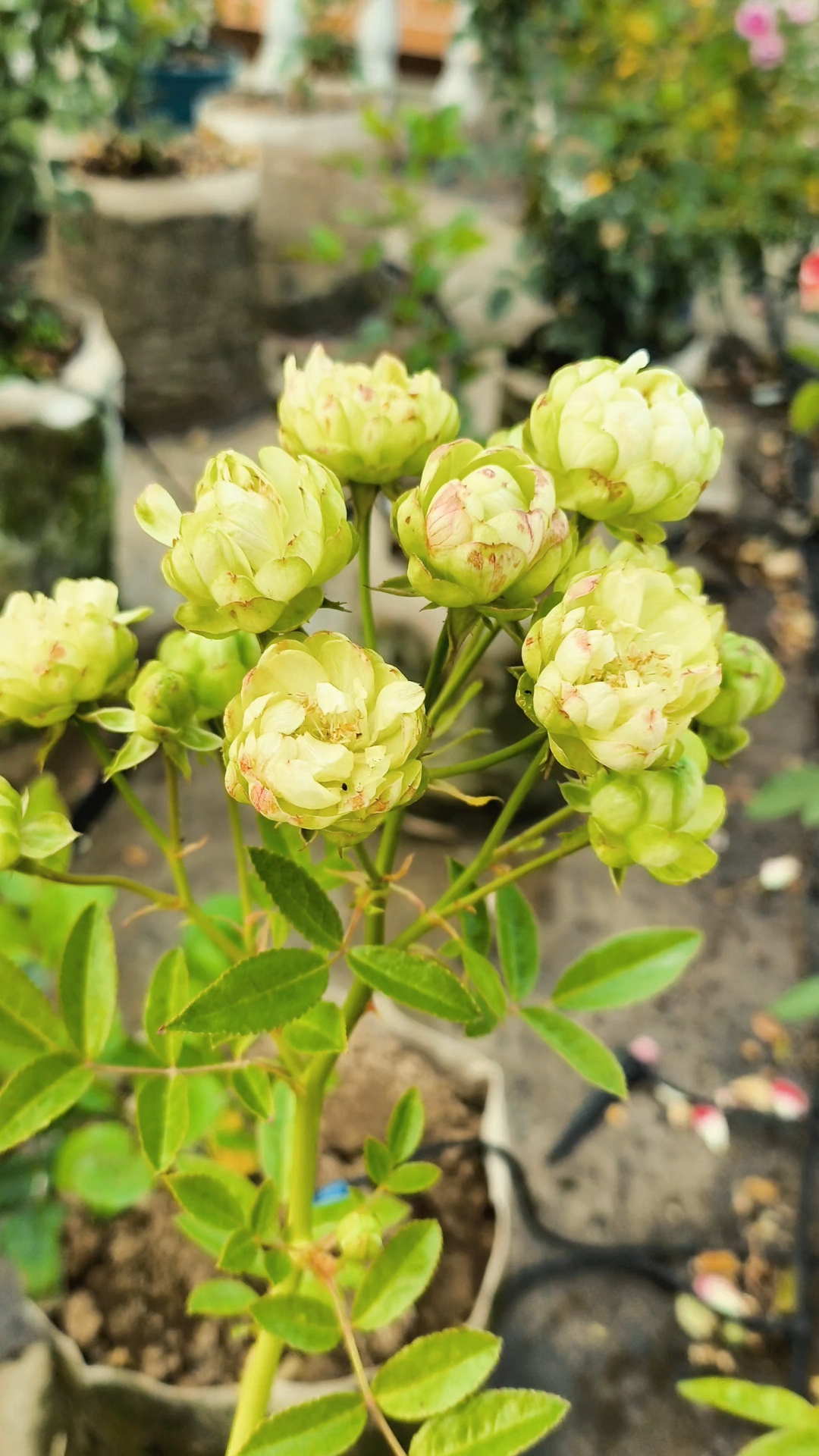 像大白菜一样的花你见过没啊!