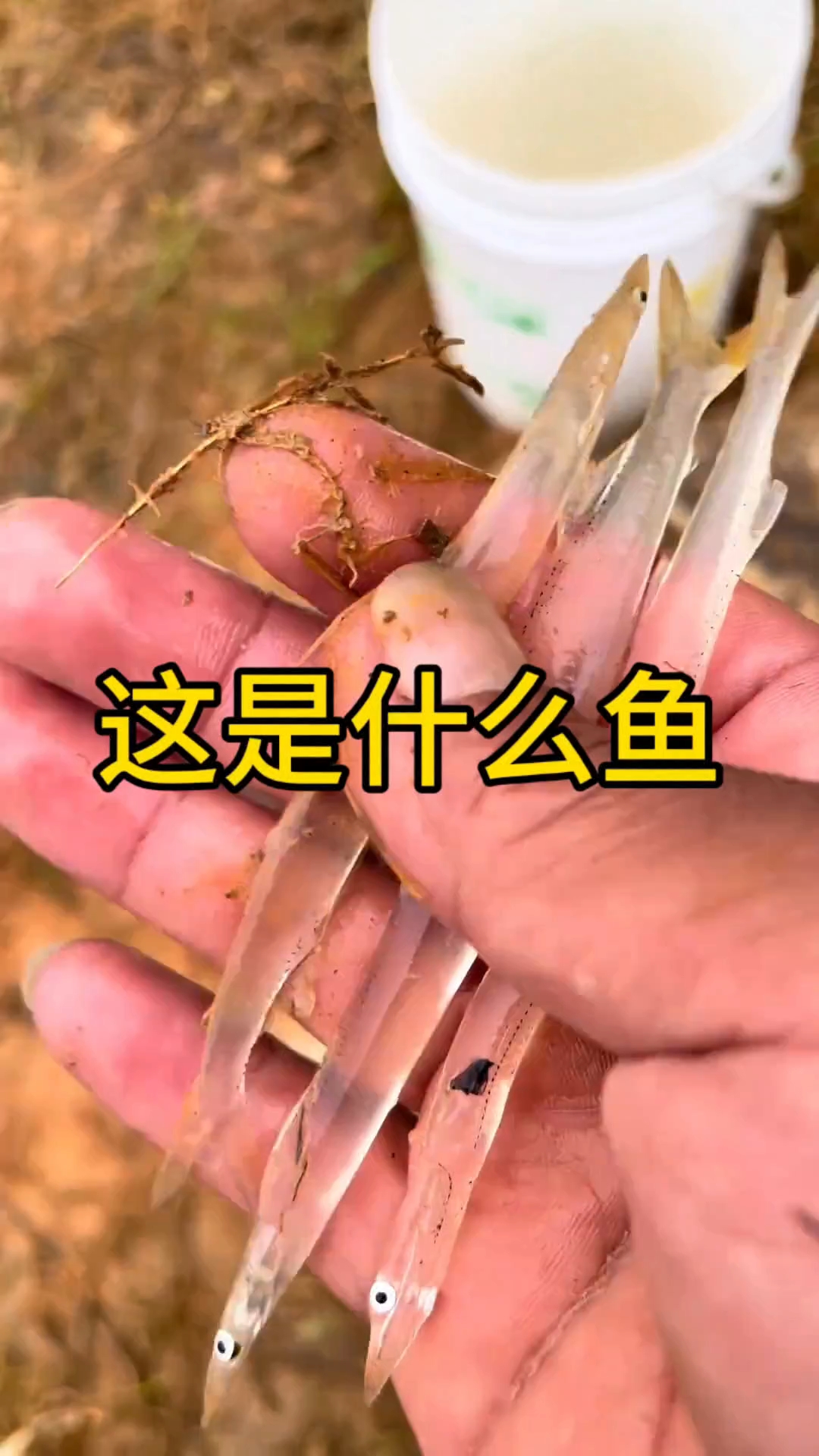 全身都是透明的鱼