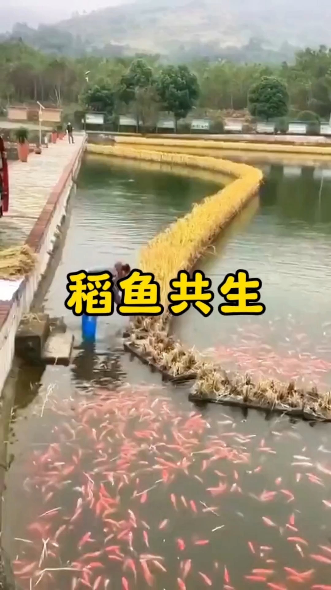 鱼塘上种水稻