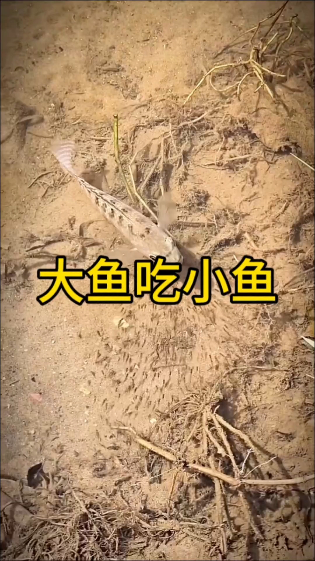 大鱼吃小鱼