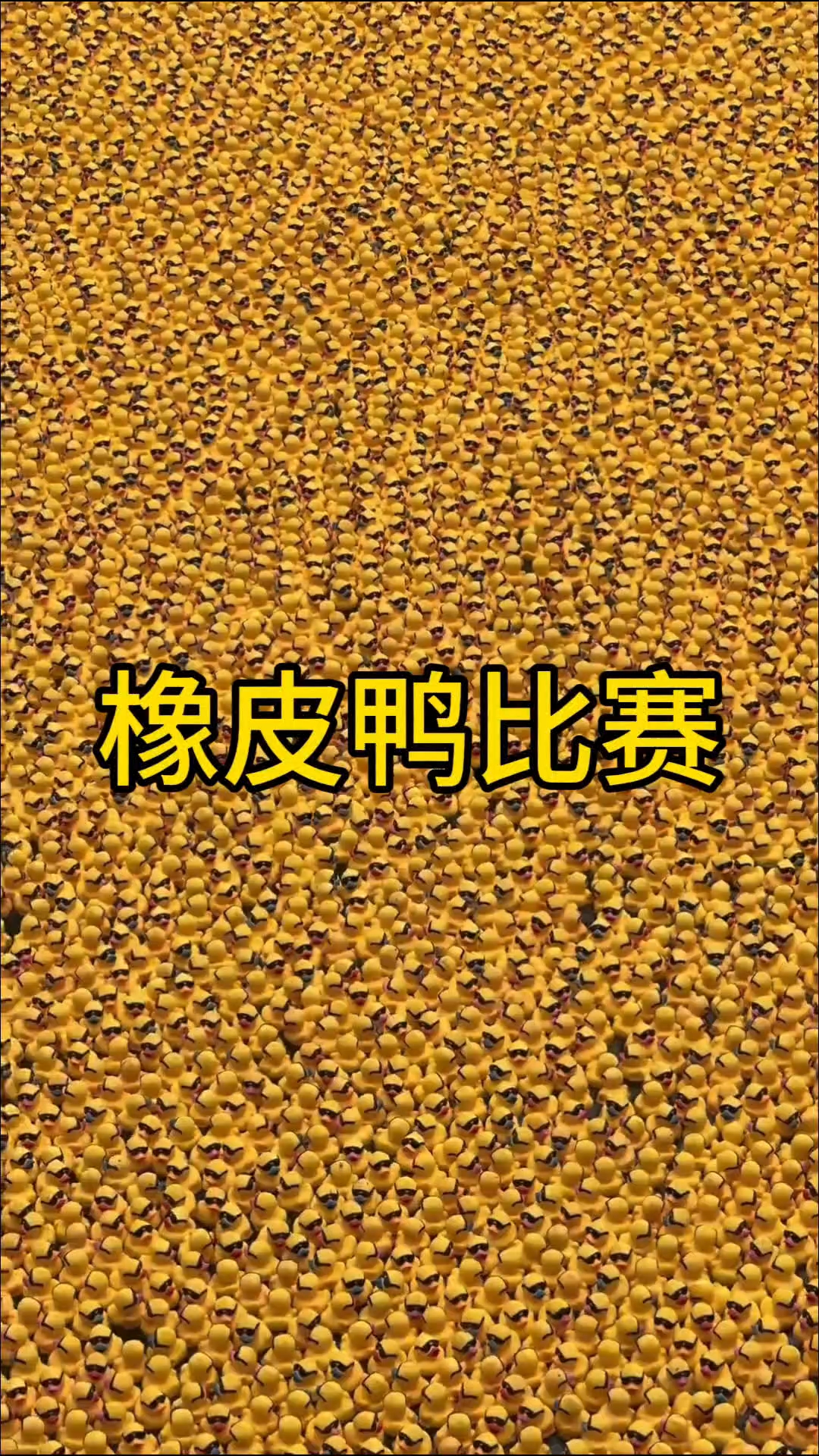 一年一度的橡皮鸭比赛