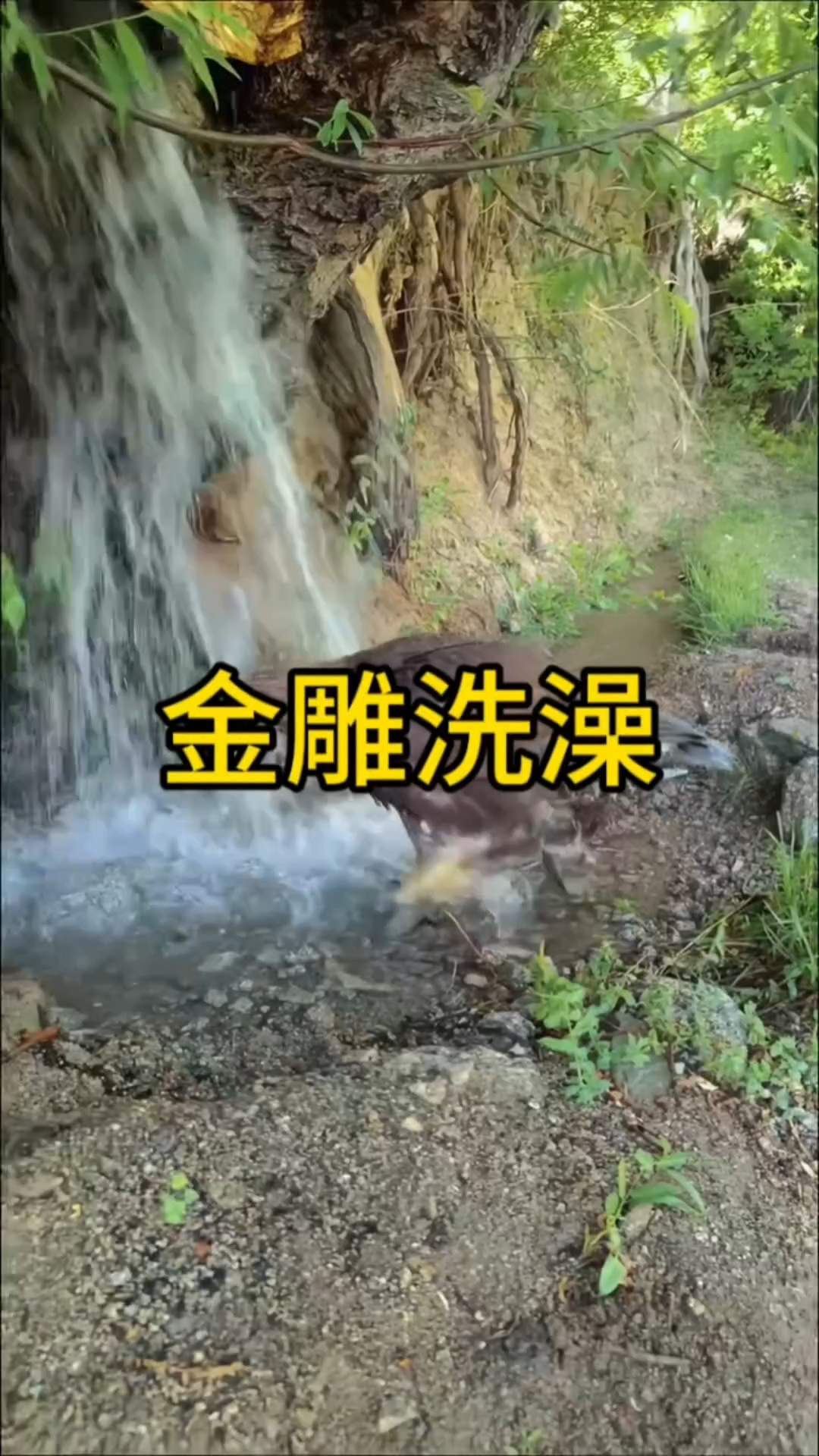 金雕泉水下洗澡