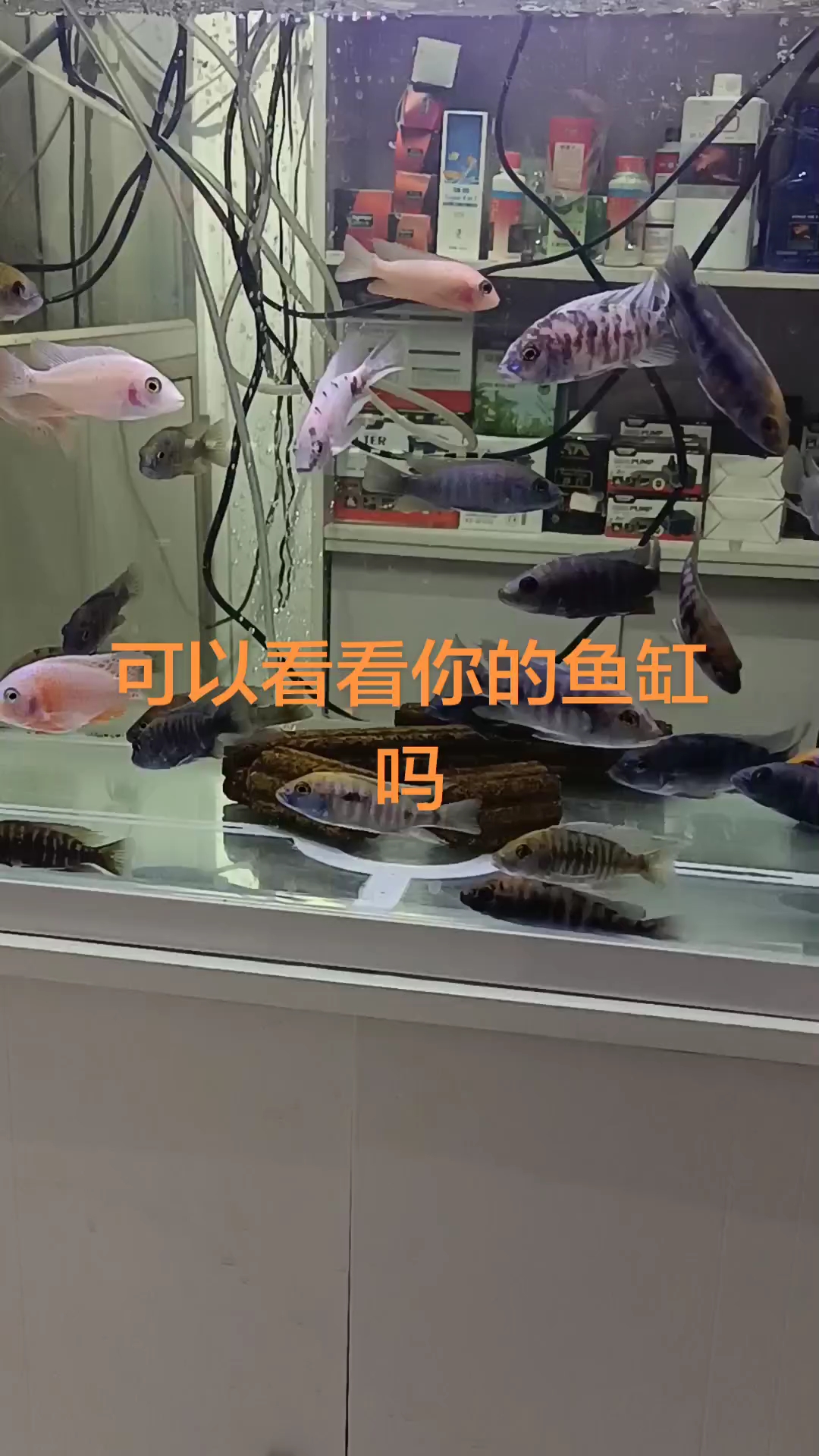 森森水族五河店
