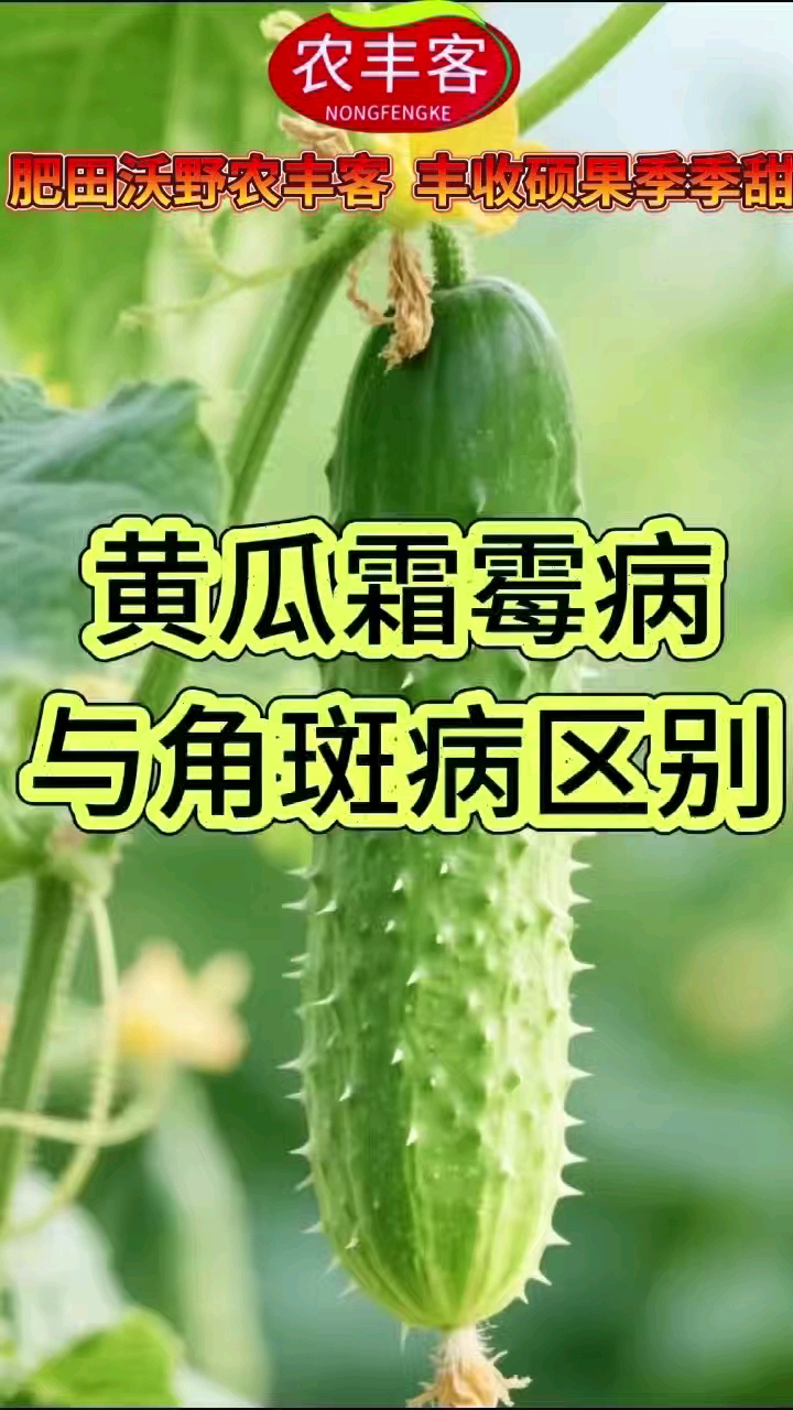 黄瓜霜霉病与角斑病的区别,一招教会你