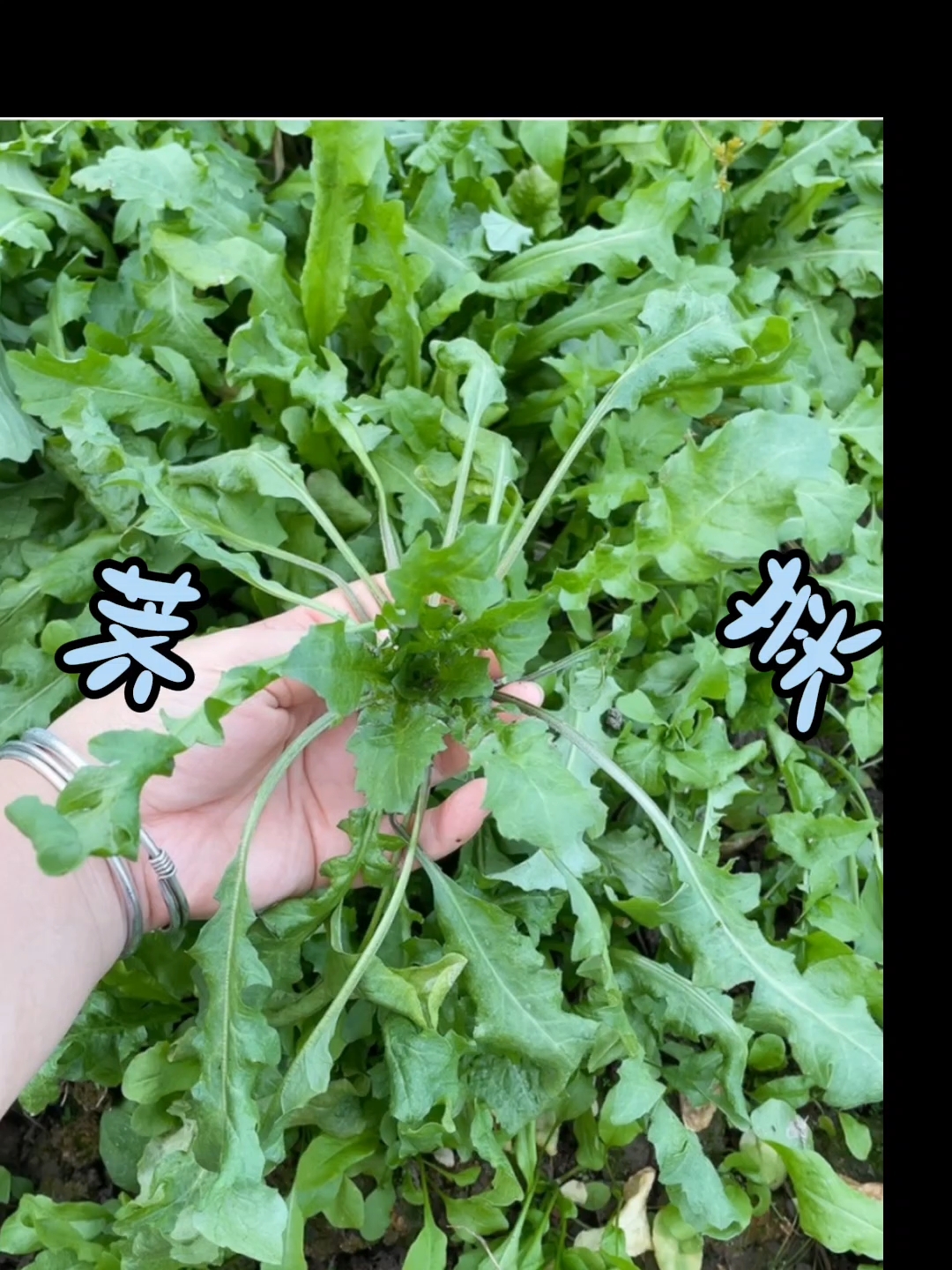 荠菜:荠菜功效很多,包括清热解毒、健脾养胃、降血压、补钙等。