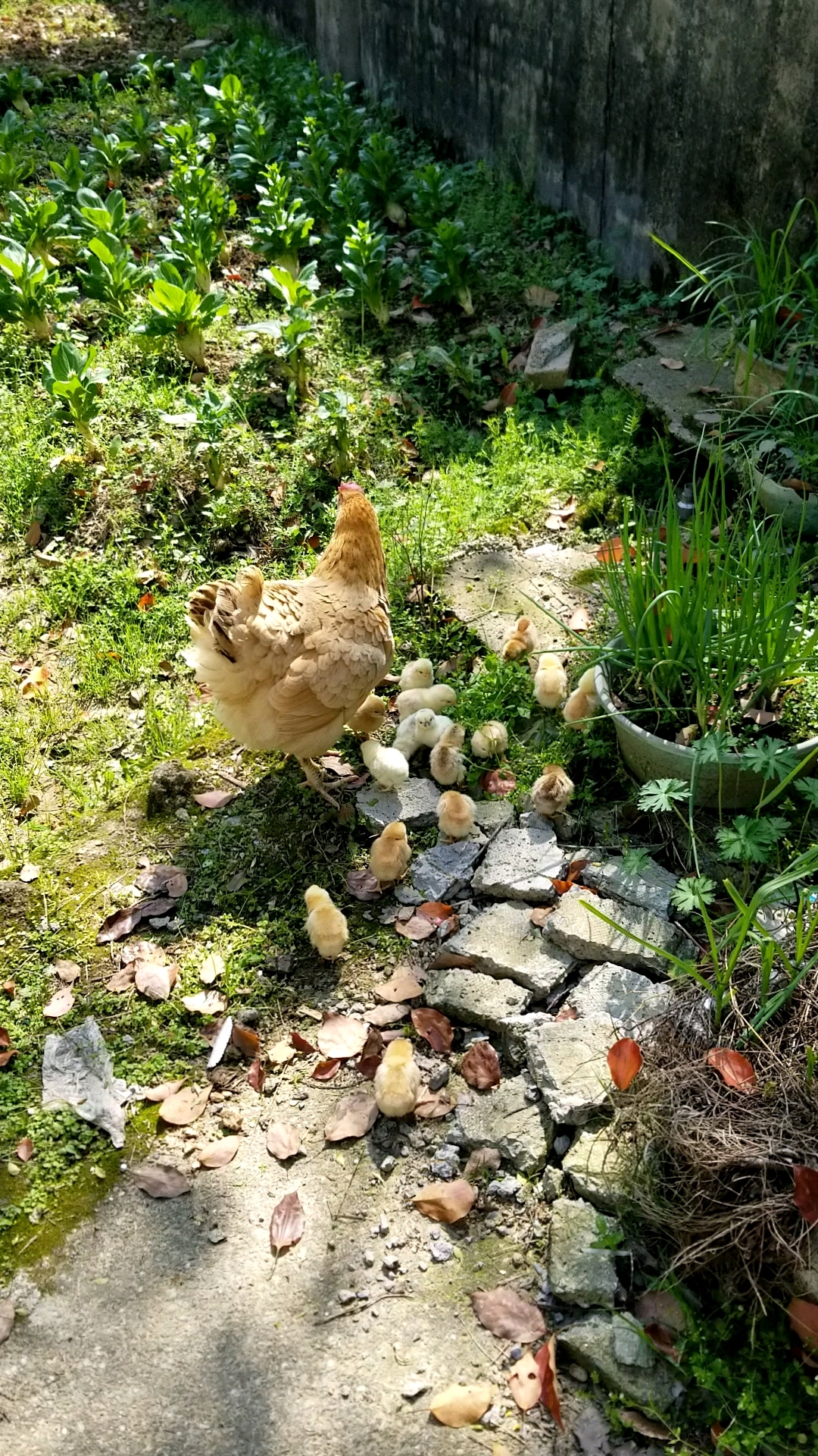 可爱的母鸡和小鸡