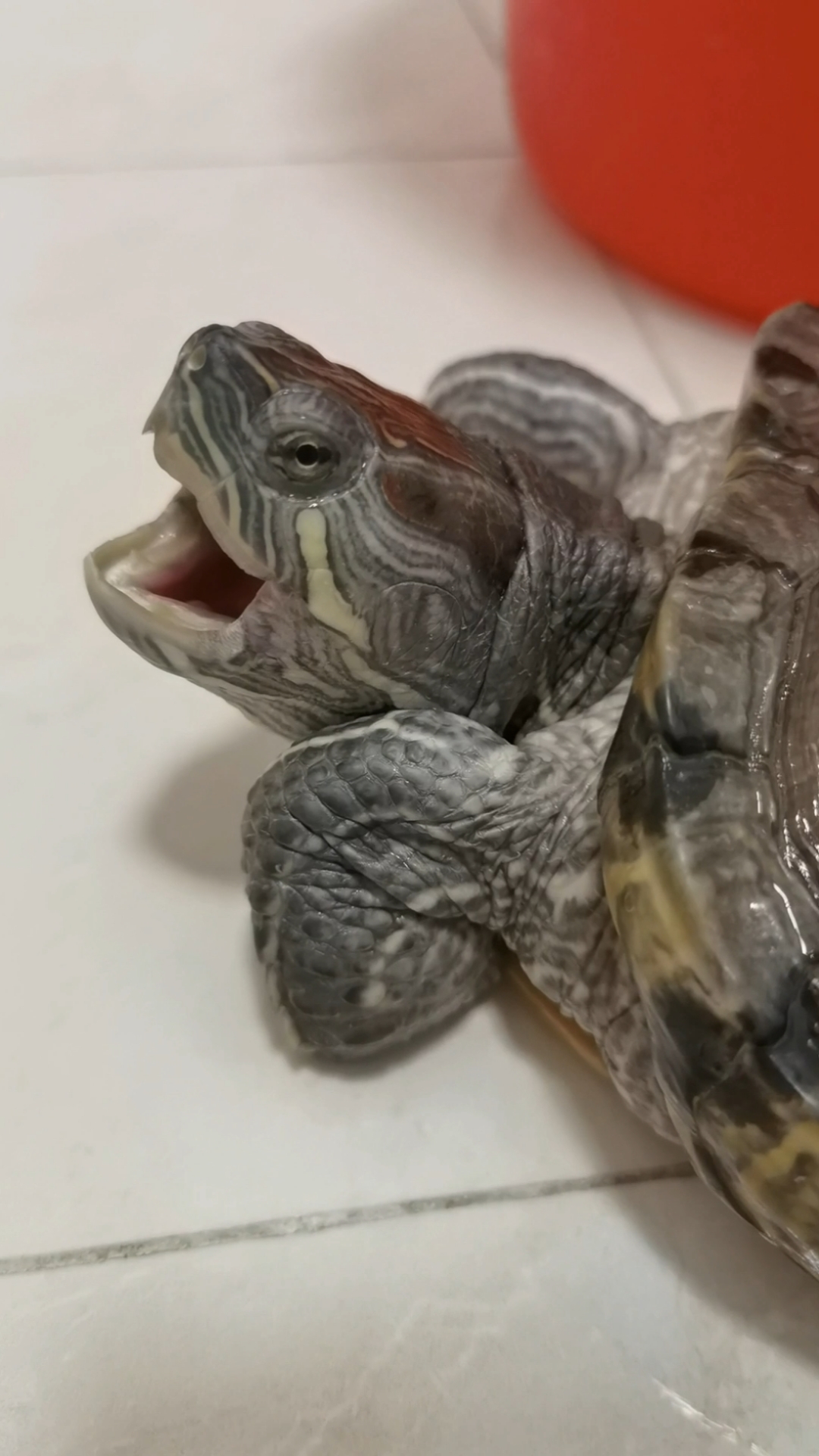 #乌龟日常-河东狮吼