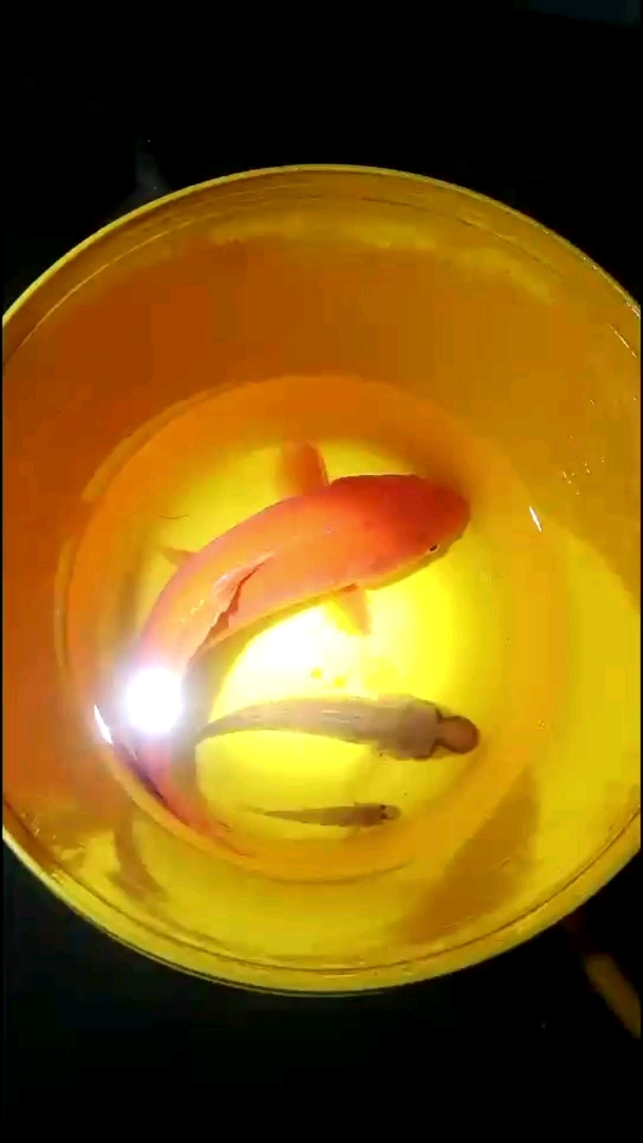 沙虎鱼配上红鲤鱼