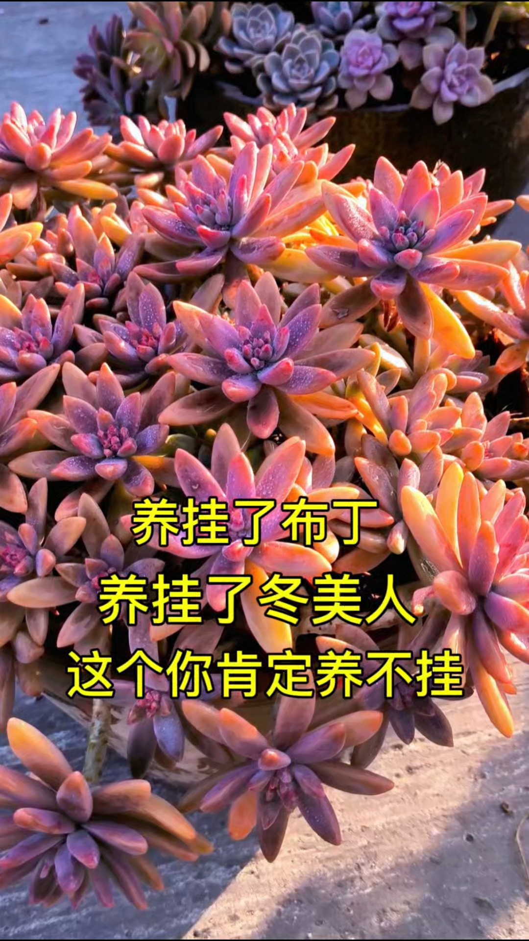 叶插最牛的老品种多肉秋丽,超级好养又耐看,相信你一定有养过