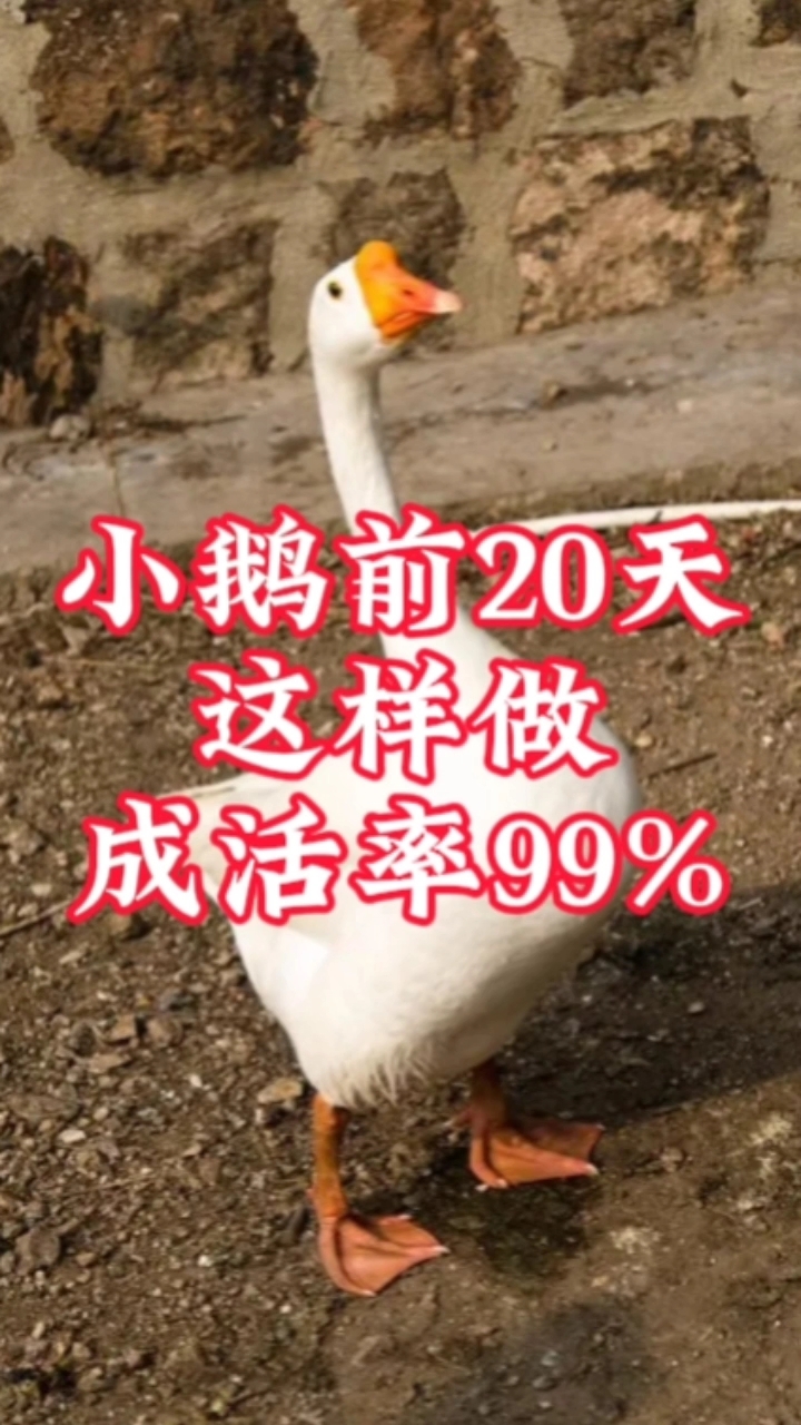 小鹅前20天这样做,成活率99%
