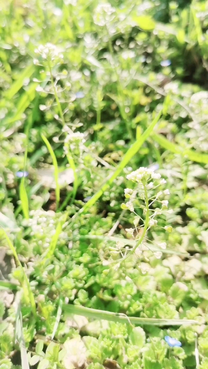 大年初五荠菜花儿开,这是一道鲜美的野菜哟!