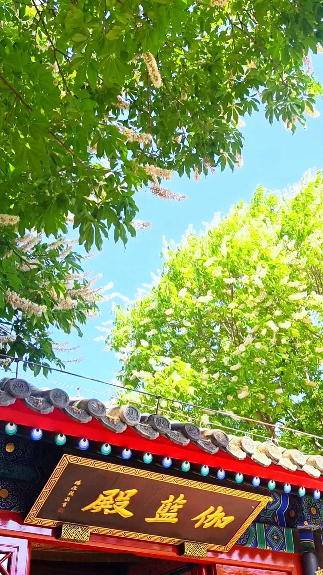 紫竹院行宫的七叶树被称为“北方菩提树”,夏季开花时最引人注目