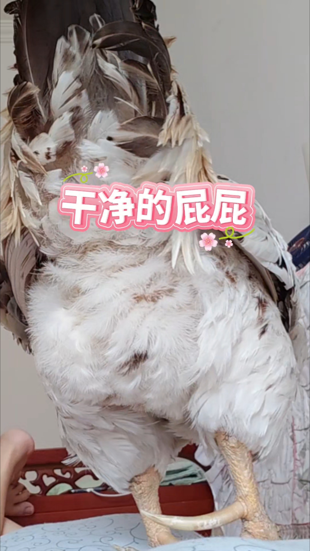 白色公鸡屁股上长了花羽毛,好像粑粑粘在屁屁上,太尴尬了!#万物复苏萌宠出道# #毛孩子成精
