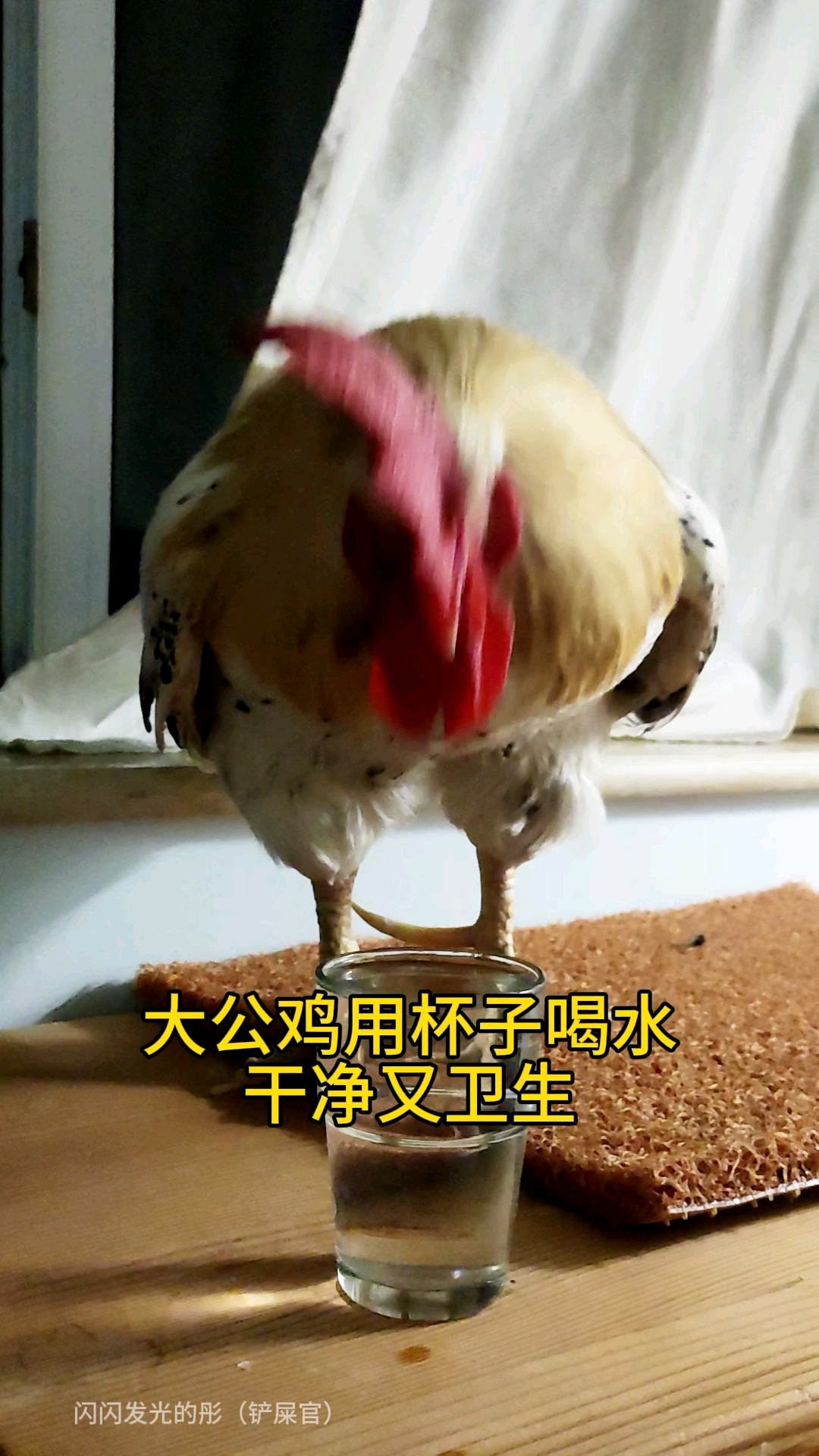 大公鸡很讲究,喝水必须用杯子,这样耷拉沾不到水,干净又卫生