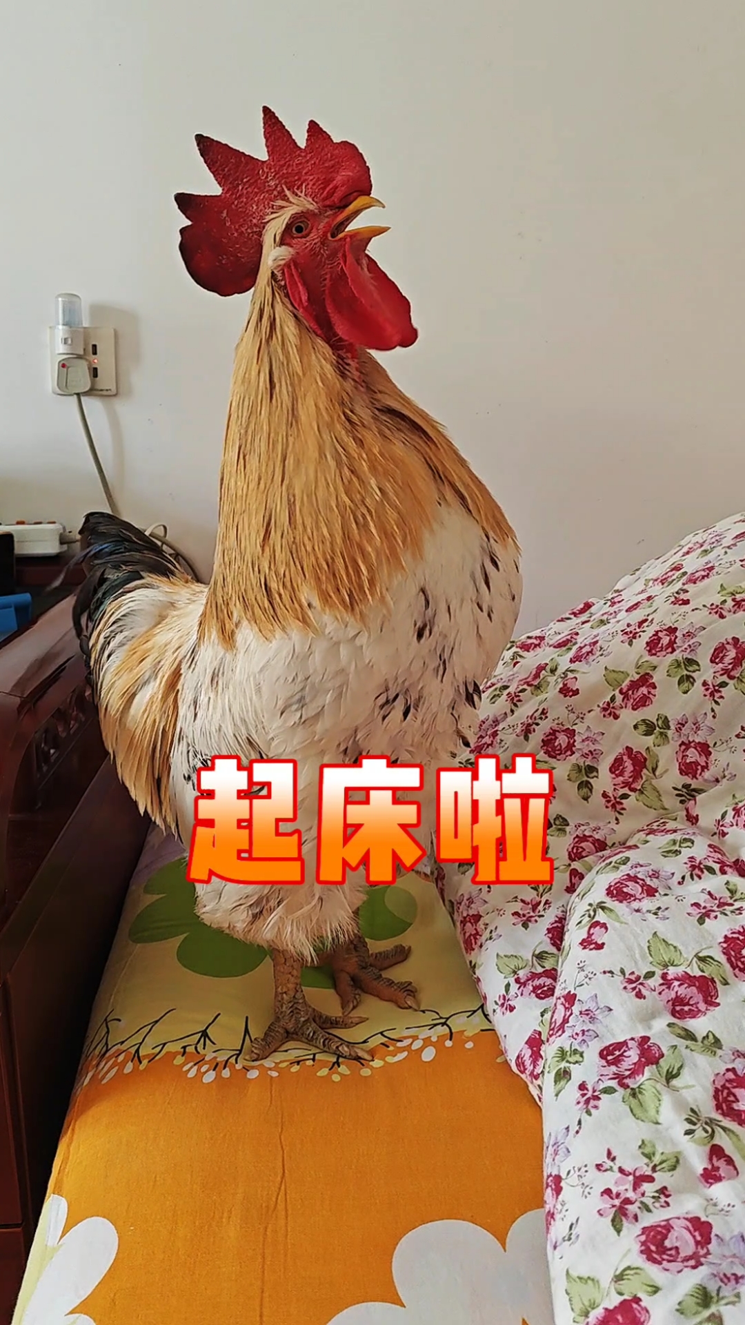 大胖公鸡叫主人起床,太可爱啦!