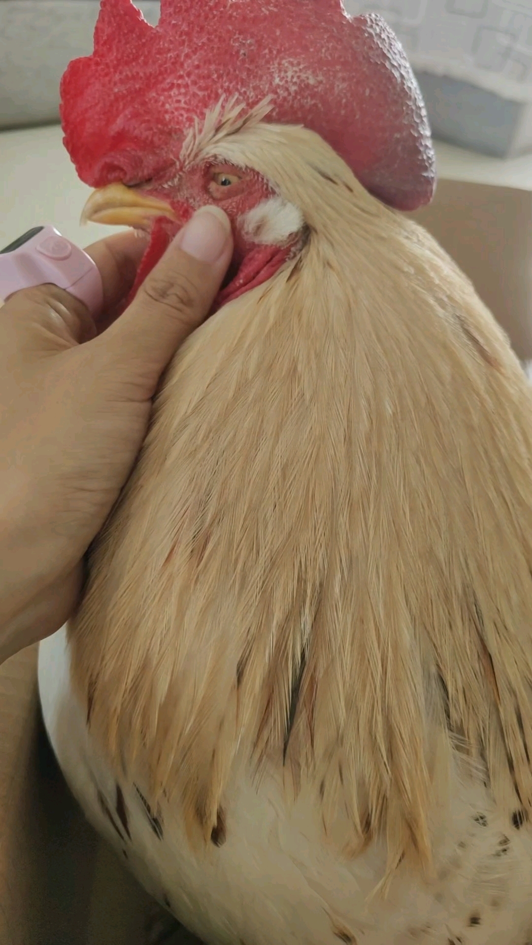 公鸡突然不会打鸣了