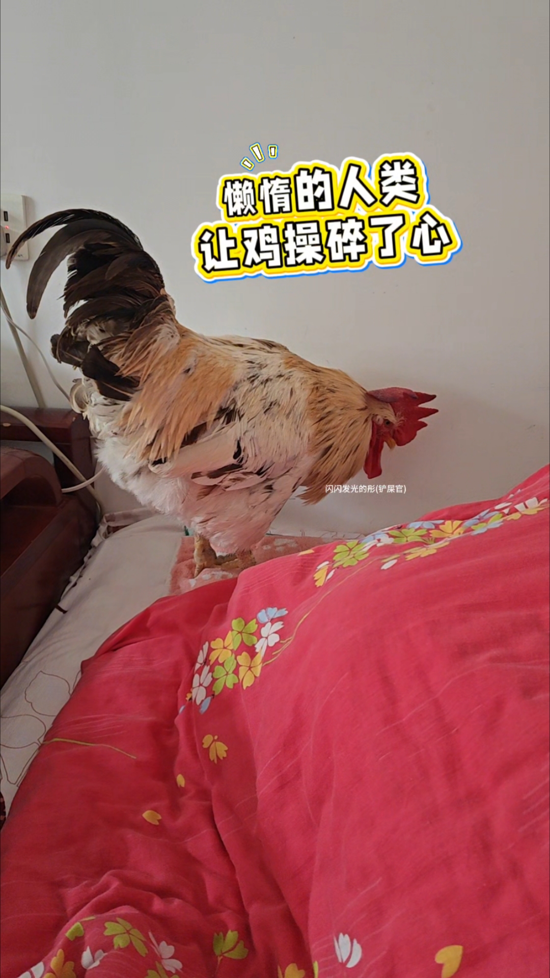 疯狂的闹钟#新大陆计划# #报恩公鸡叫主人起床# #毛孩子成精了#