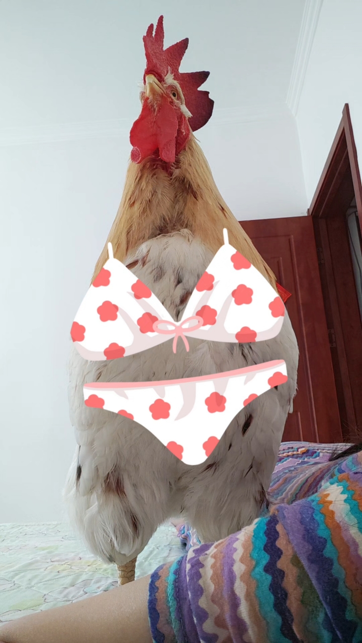 大公鸡喊不起赖床的主人,于是窝在主人臂弯里一起睡觉