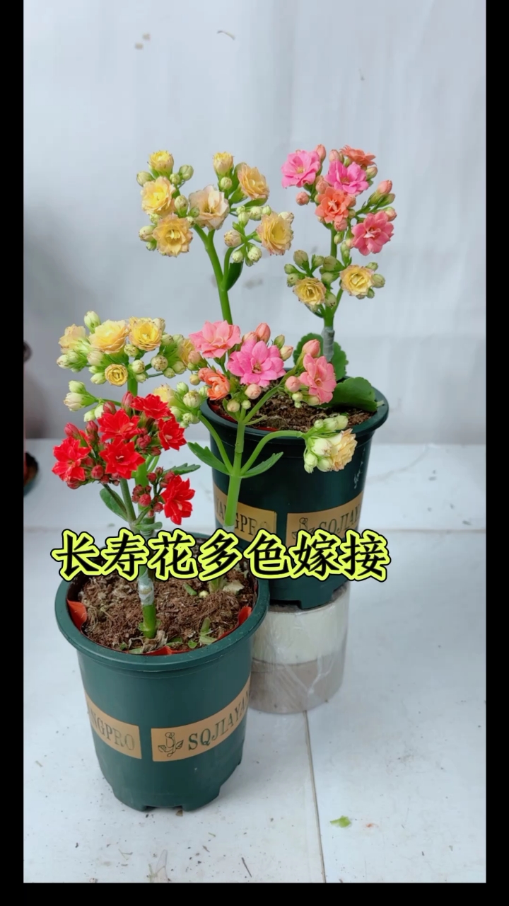 长寿花嫁接