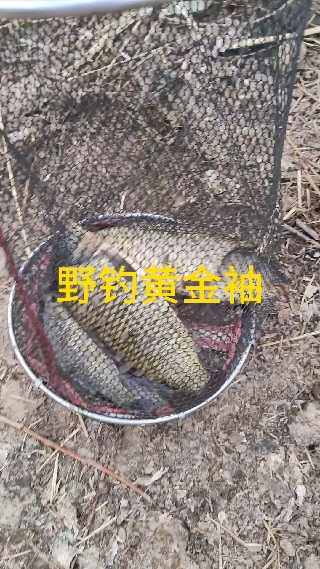 野钓鲤鱼视频分享传统钓鲤鱼