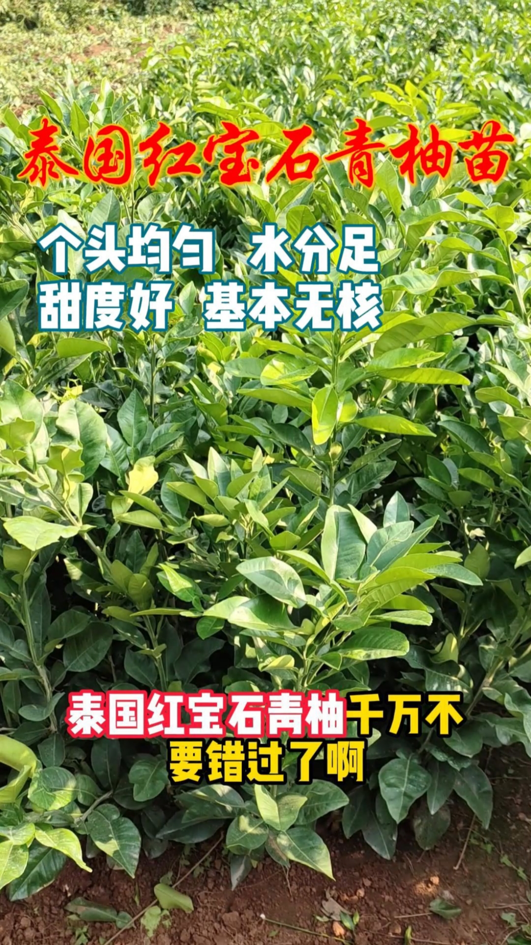 什么柚子品种好?泰国红宝石青柚可以试试